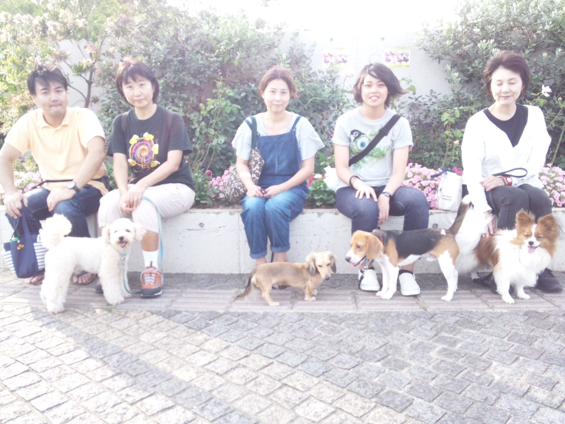 横浜市の犬のしつけレッスン/お散歩レッスン中！