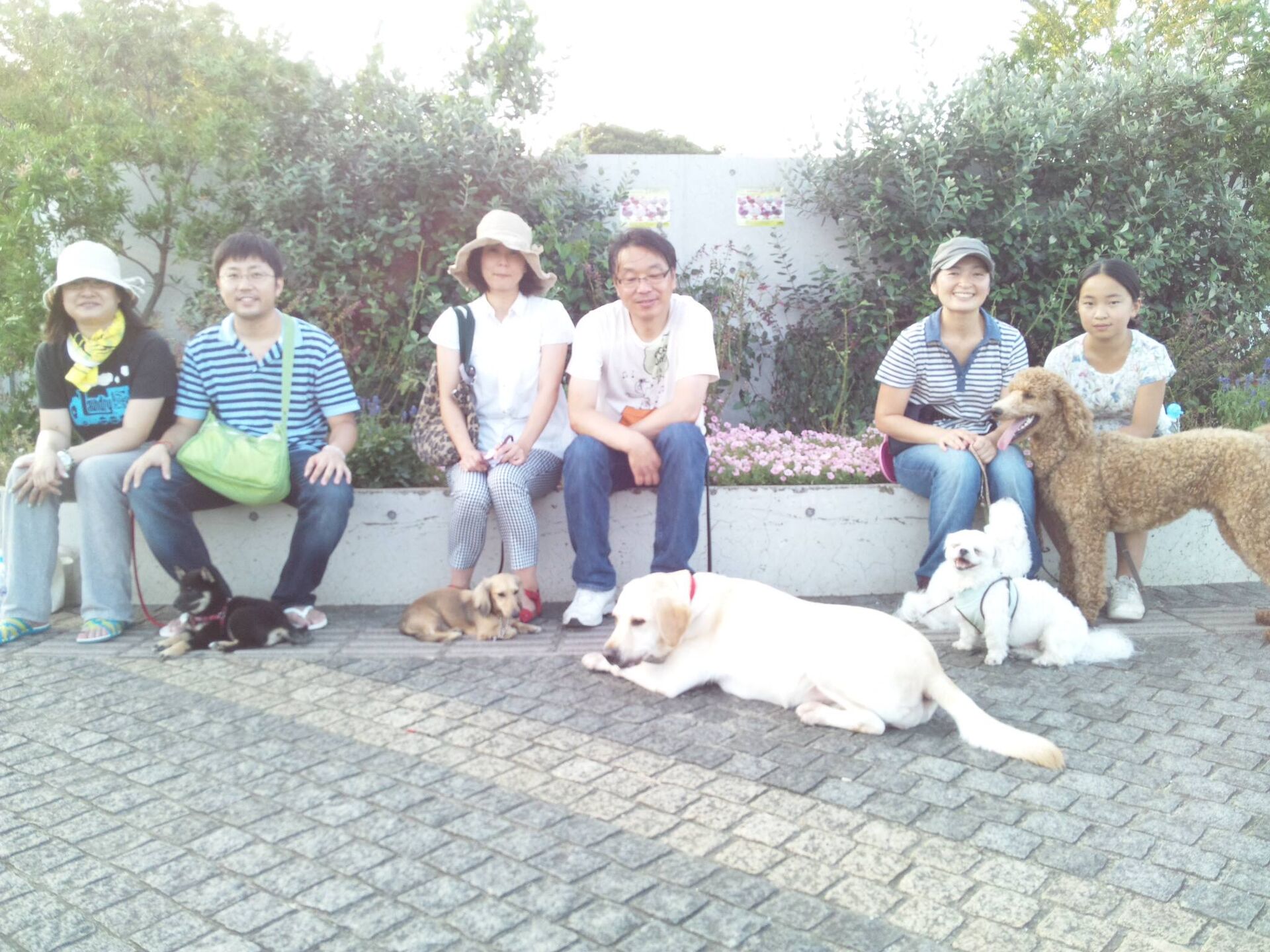 横浜市の犬のしつけレッスン/ お散歩レッスン中！