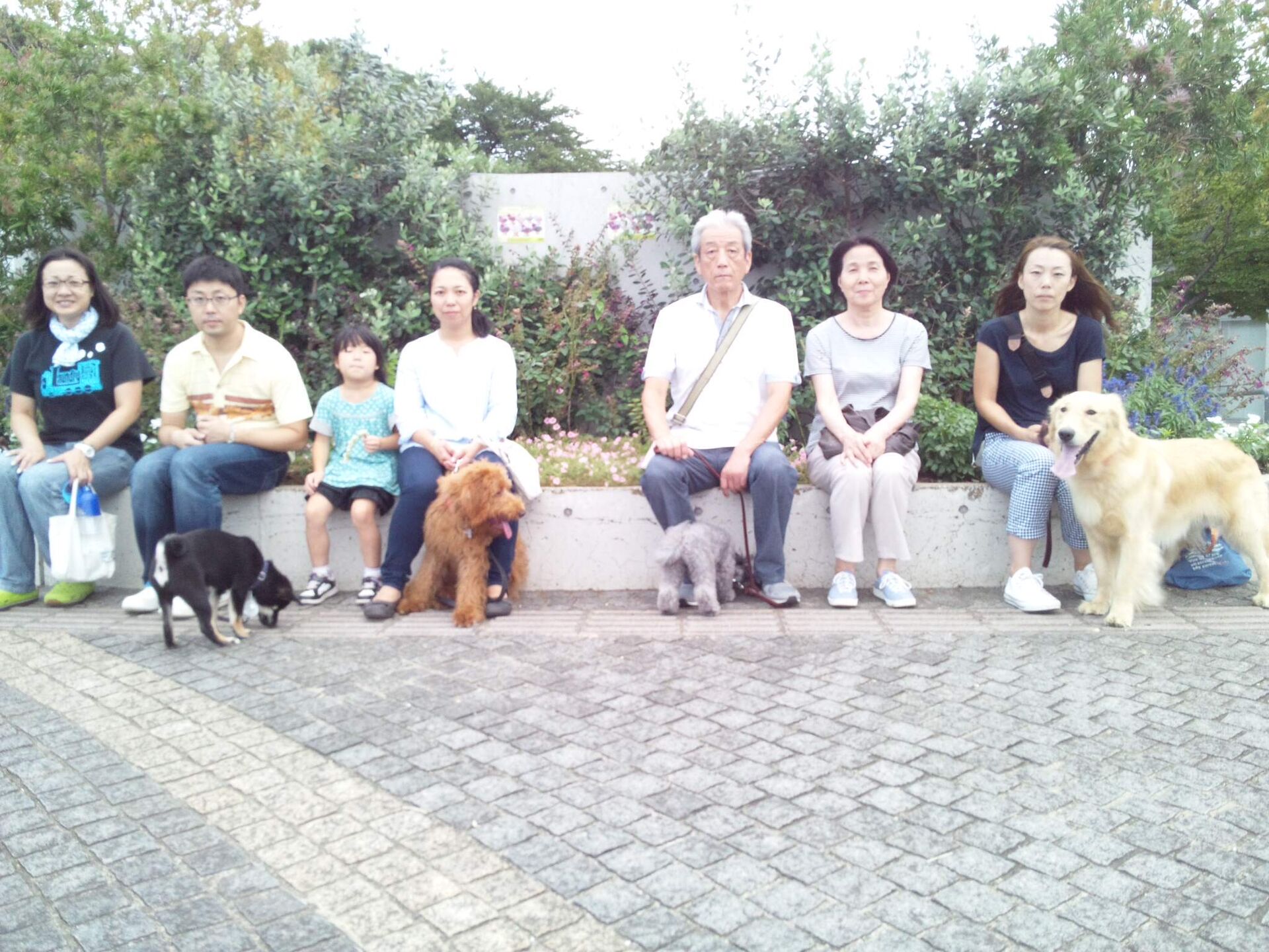 横浜市の犬のしつけレッスン/ただ今お散歩レッスン中！