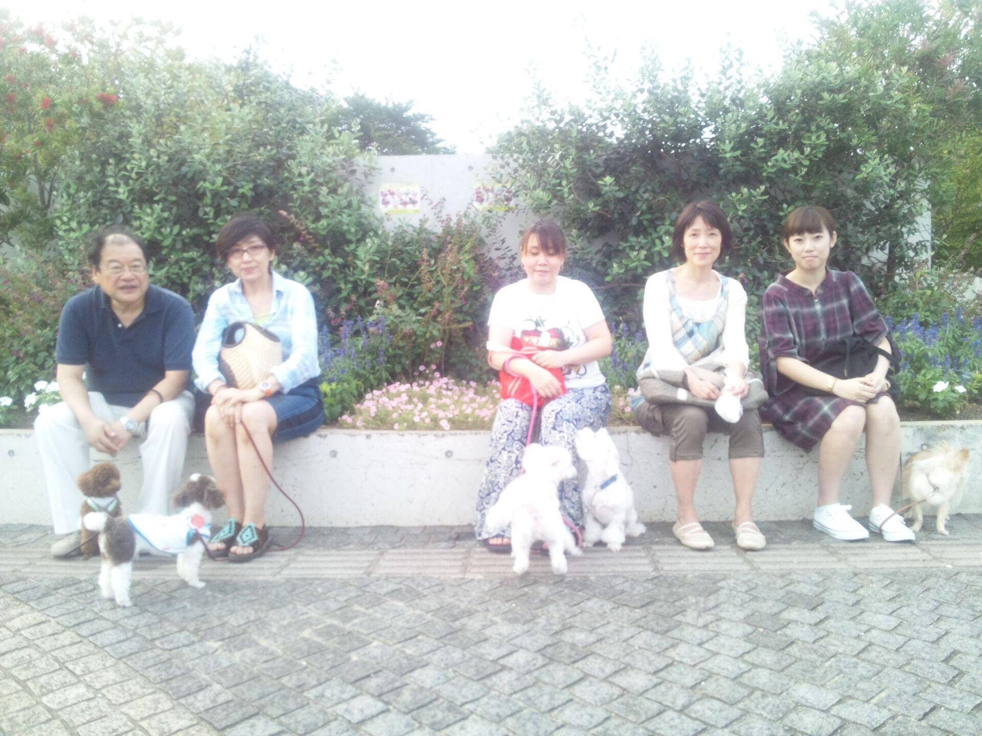 横浜市の犬のしつけレッスン/ただ今お散歩レッスン中！