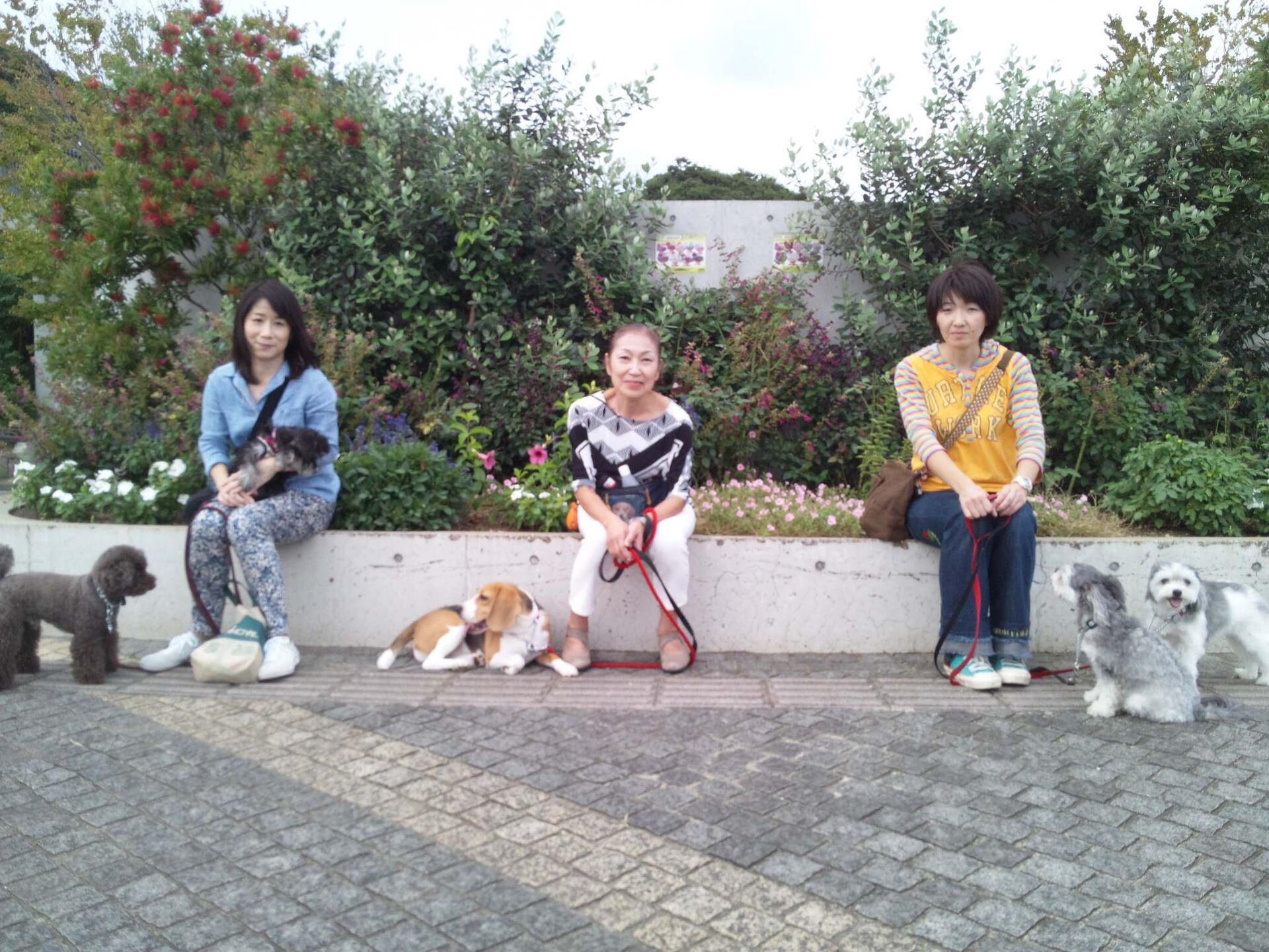 横浜市の犬のしつけレッスン/ただ今お散歩レッスン中！