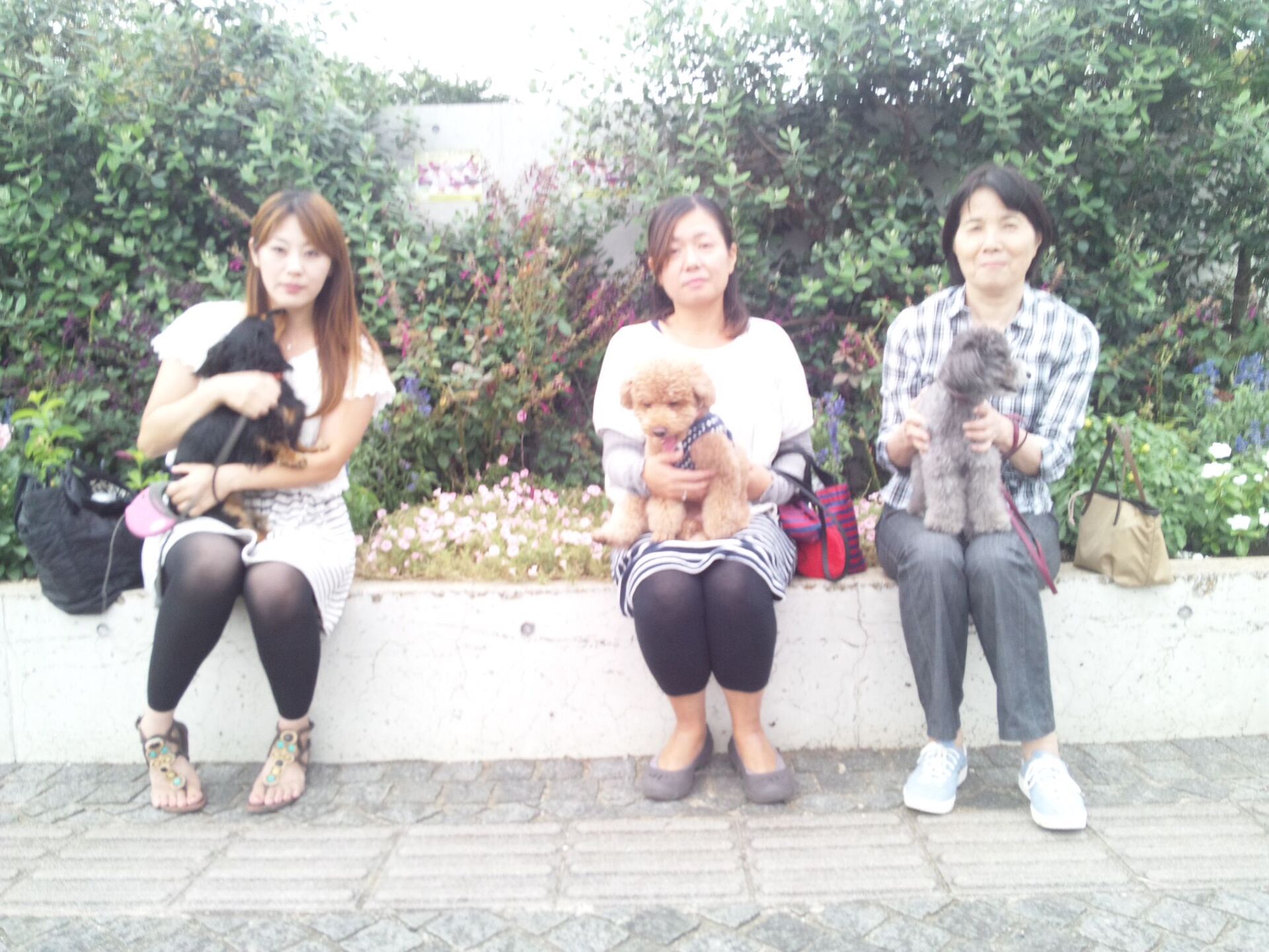 横浜市の犬のしつけレッスン/ただ今お散歩レッスン中！