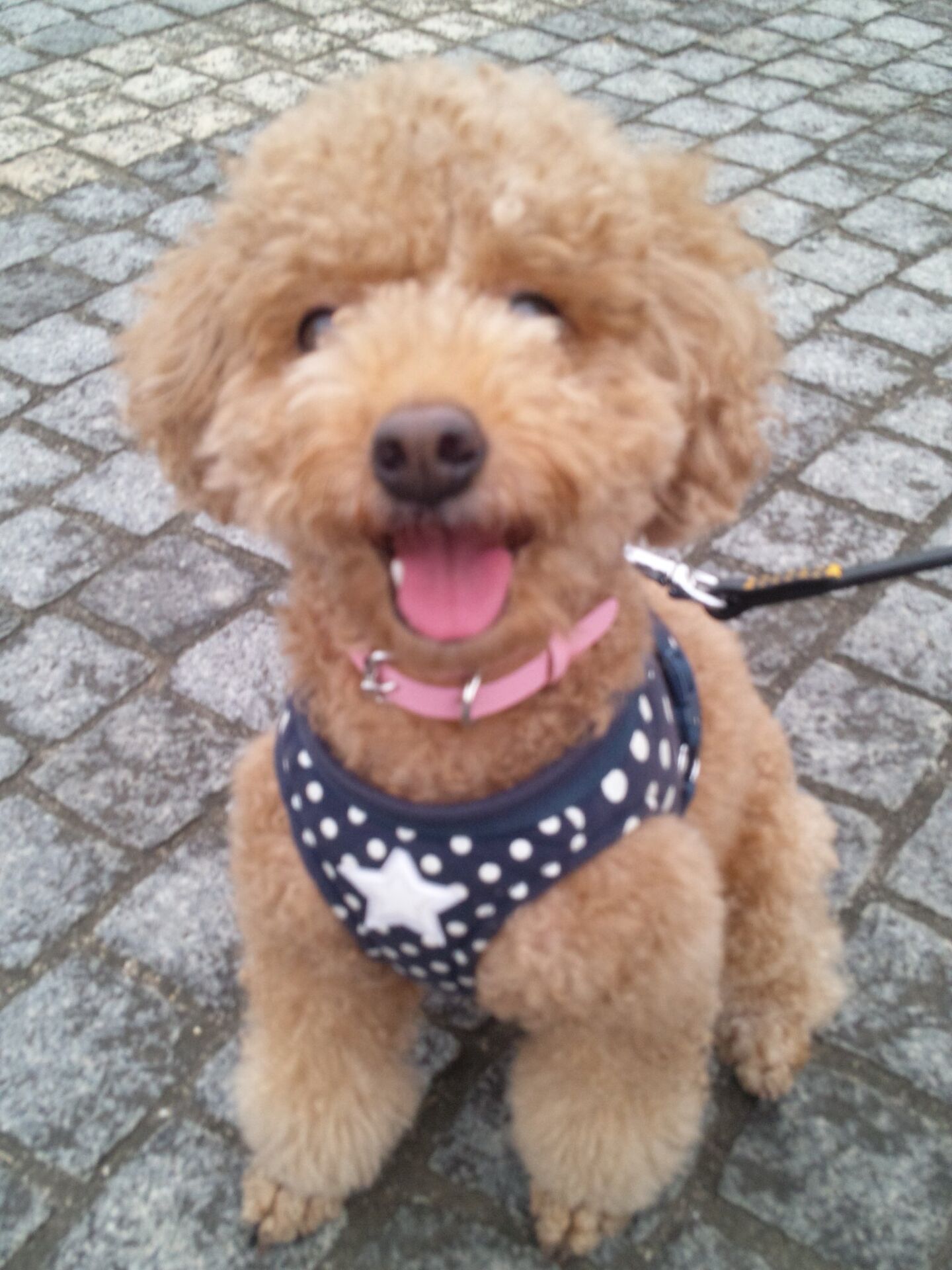 横浜市の犬のしつけレッスン/泉区 ココアちゃん 3才 トイ・プードル