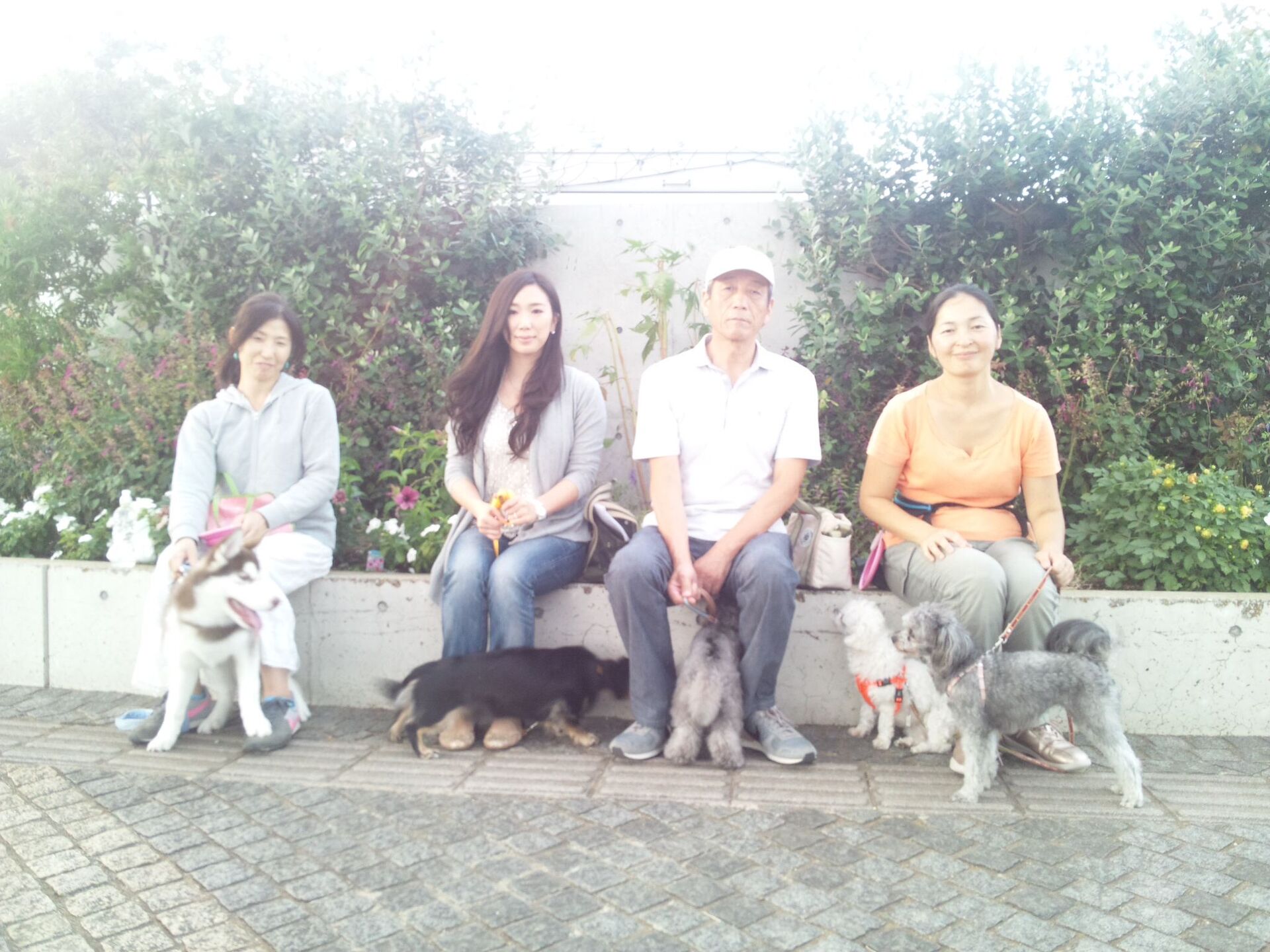 横浜市の犬のしつけレッスン/ただ今お散歩レッスン中！