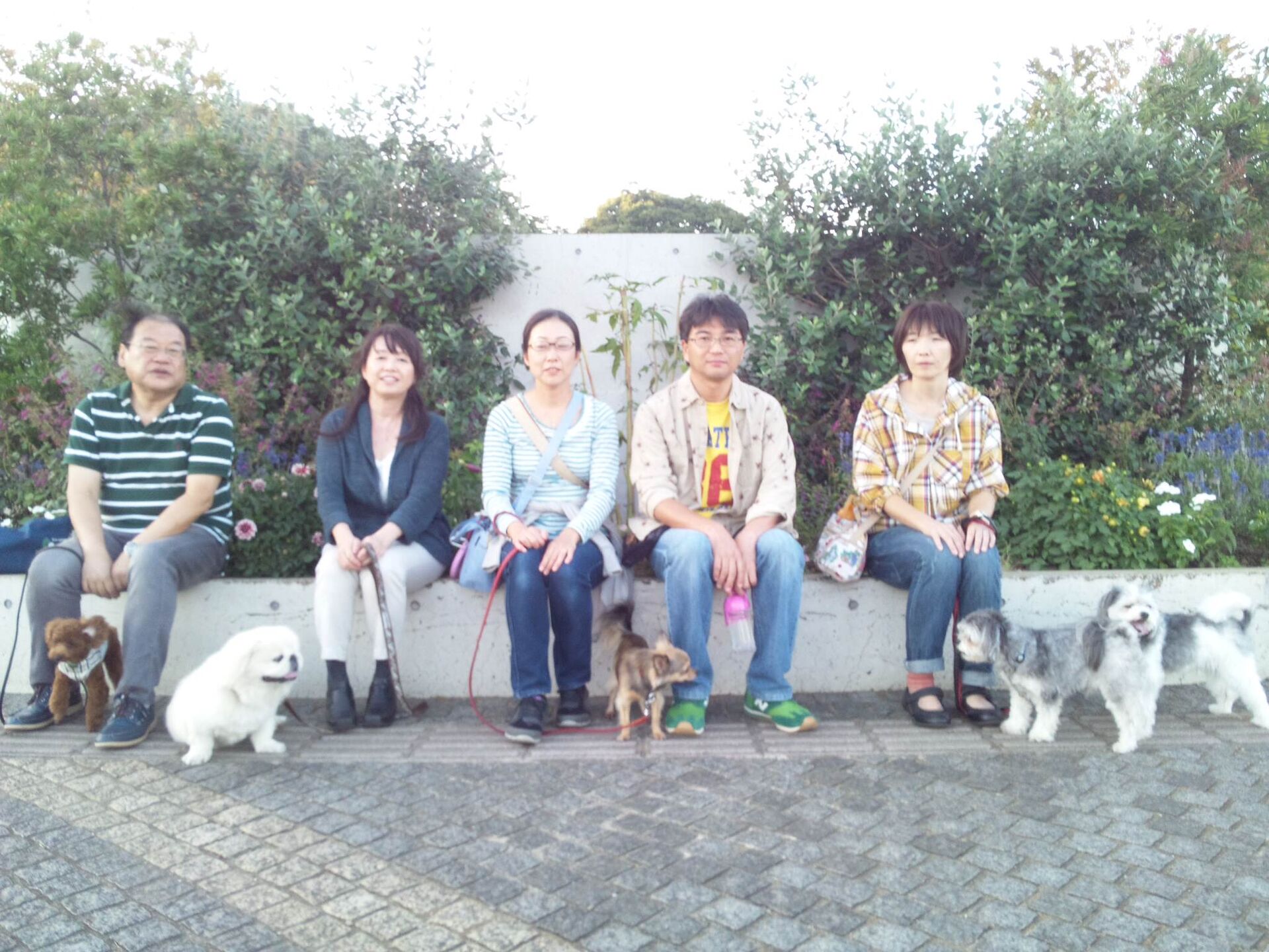 横浜市の犬のしつけレッスン/ただ今お散歩レッスン中！