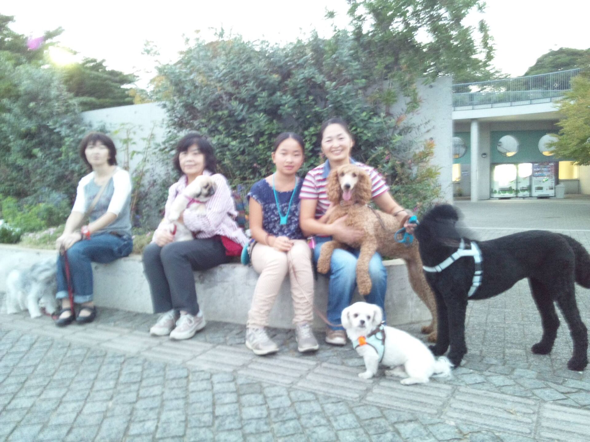 横浜市の犬のしつけレッスン/ただ今お散歩レッスン中！