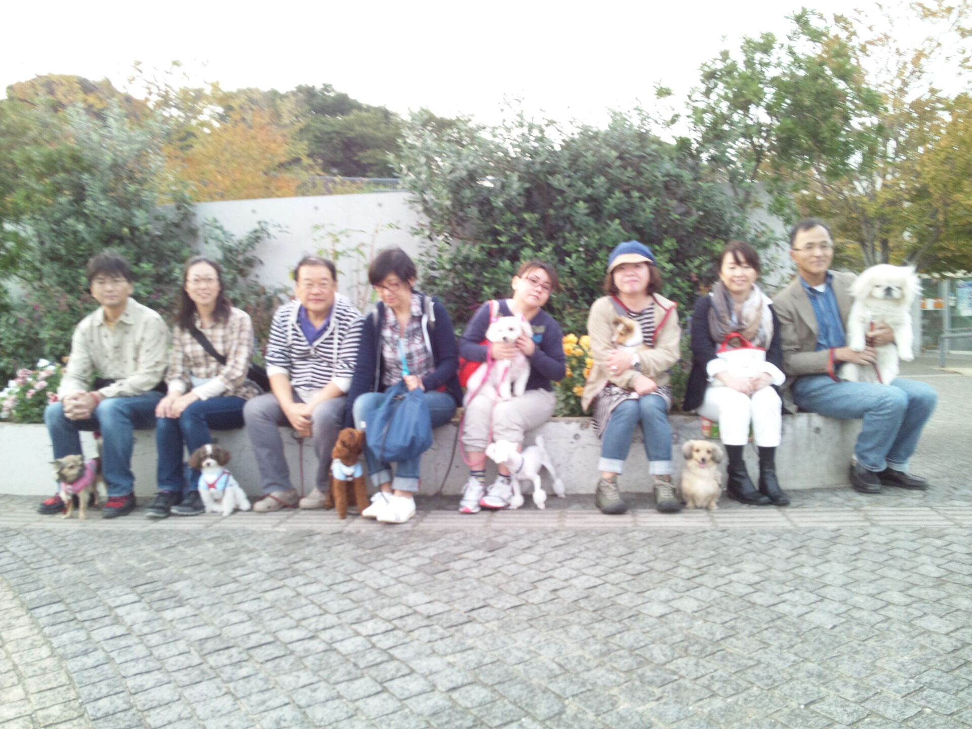 横浜市の犬のしつけレッスン/ただ今お散歩レッスン中！