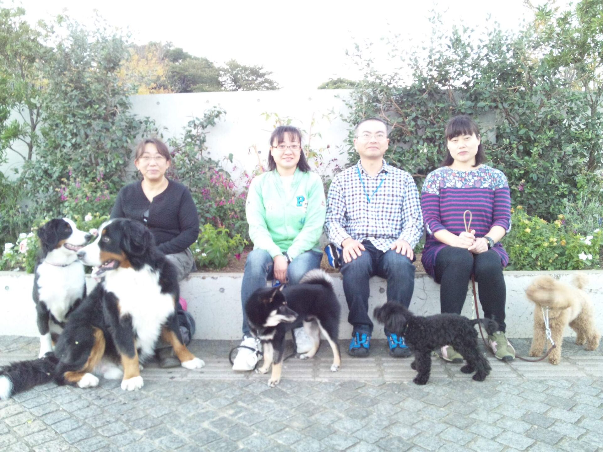 横浜市の犬のしつけレッスン/ただ今、お散歩レッスン中！
