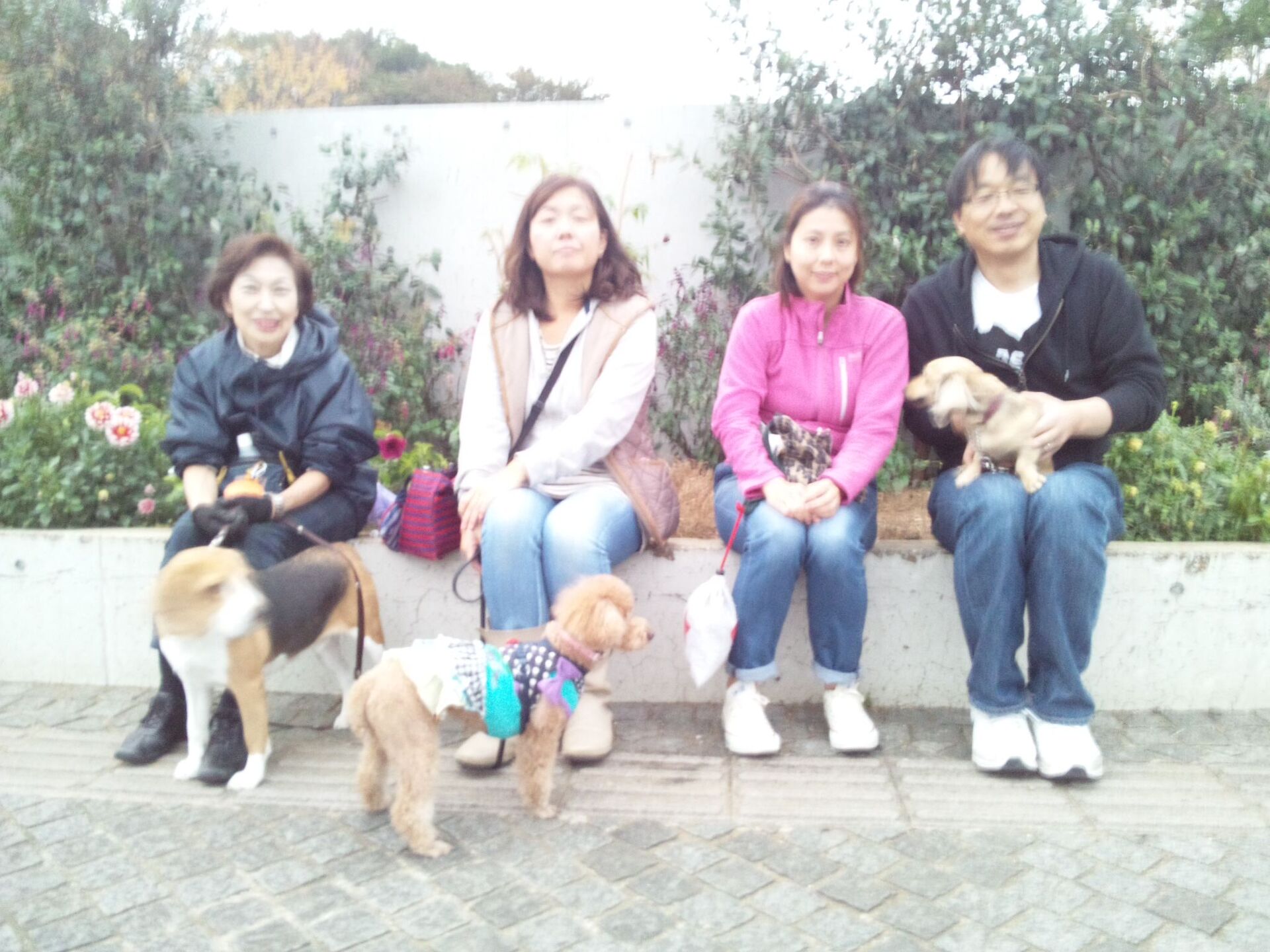 横浜市の犬のしつけレッスン/ただ今、お散歩レッスン中！