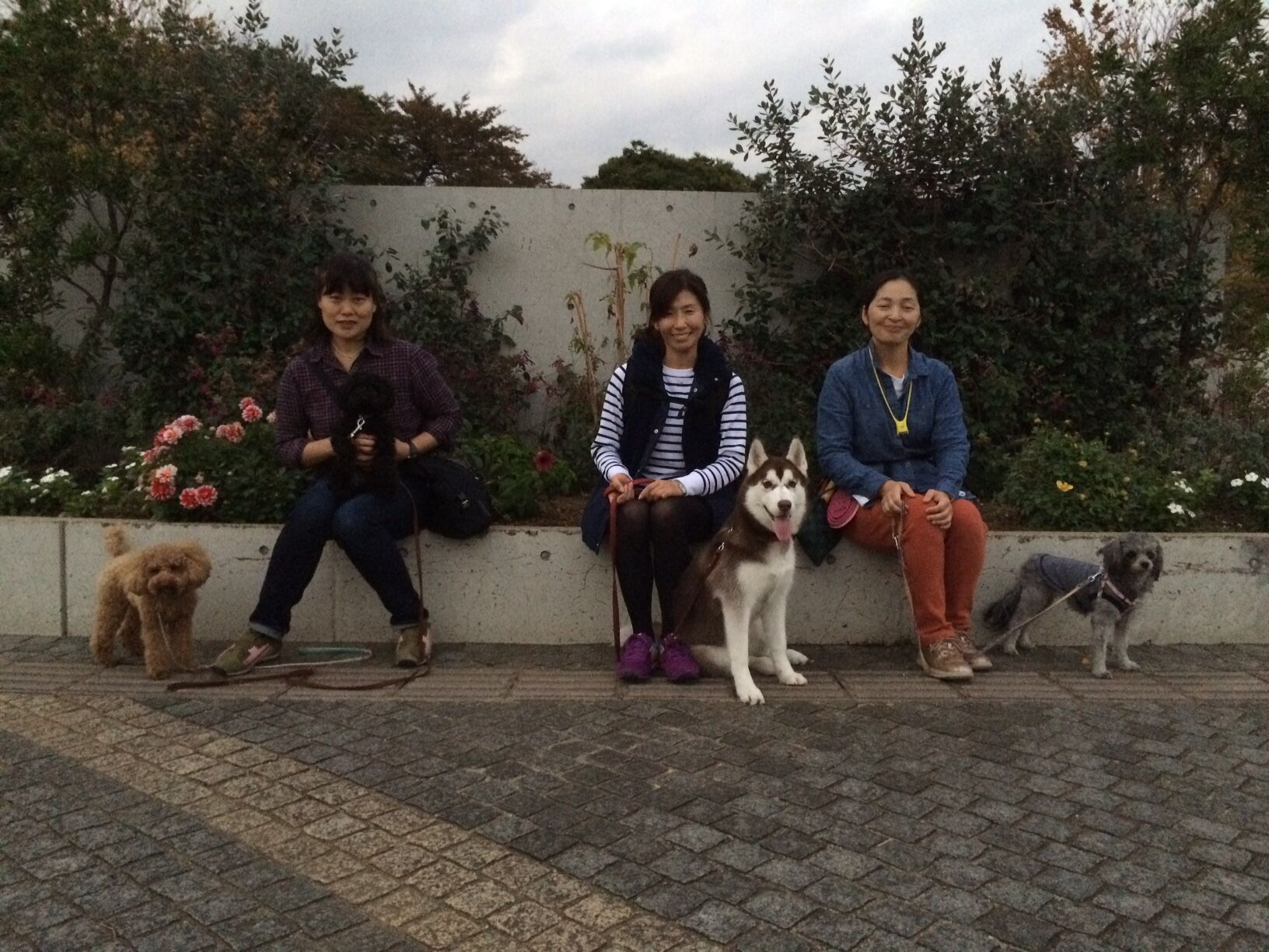 横浜市の犬のしつけレッスン/ただ今、お散歩レッスン中！
