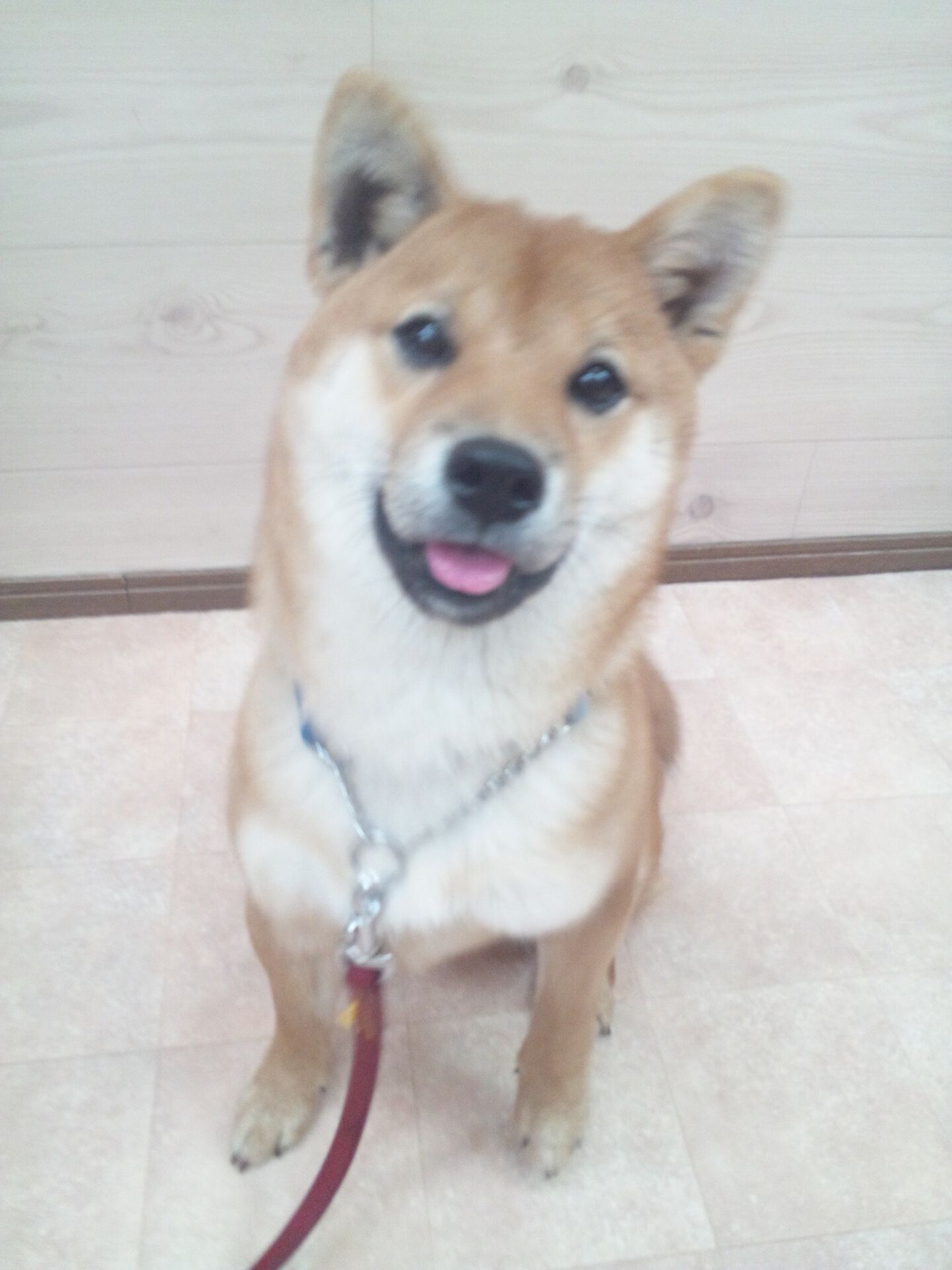 横浜市の犬のしつけレッスン/中区 まめくん 柴 7ヶ月