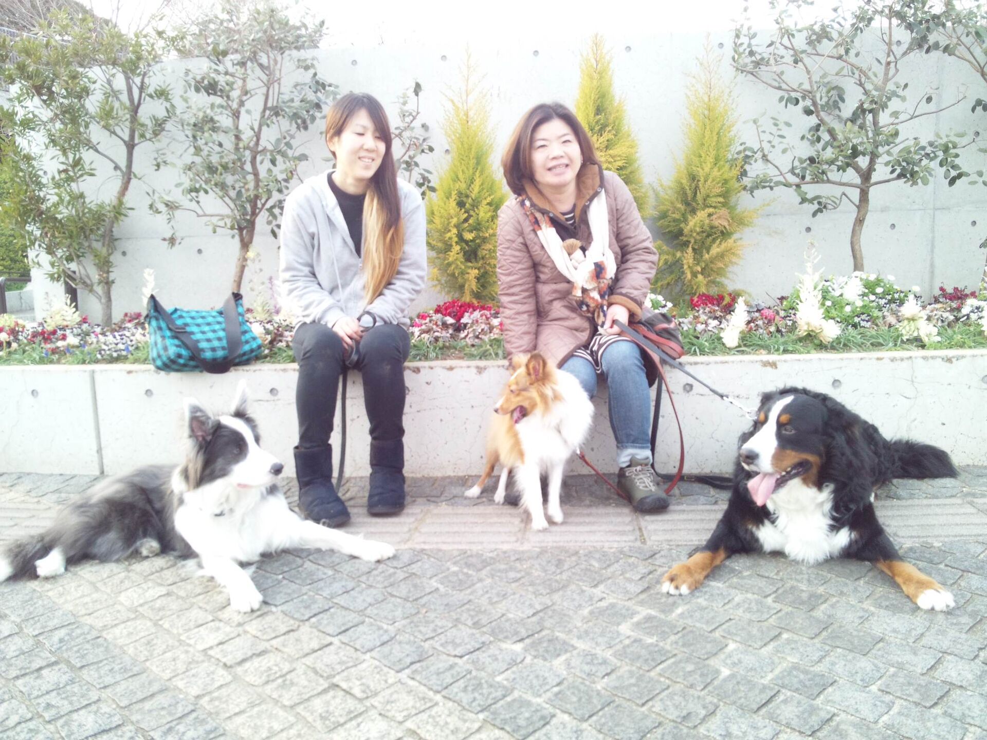 横浜市の犬のしつけレッスン/お散歩 レッスン中！ 