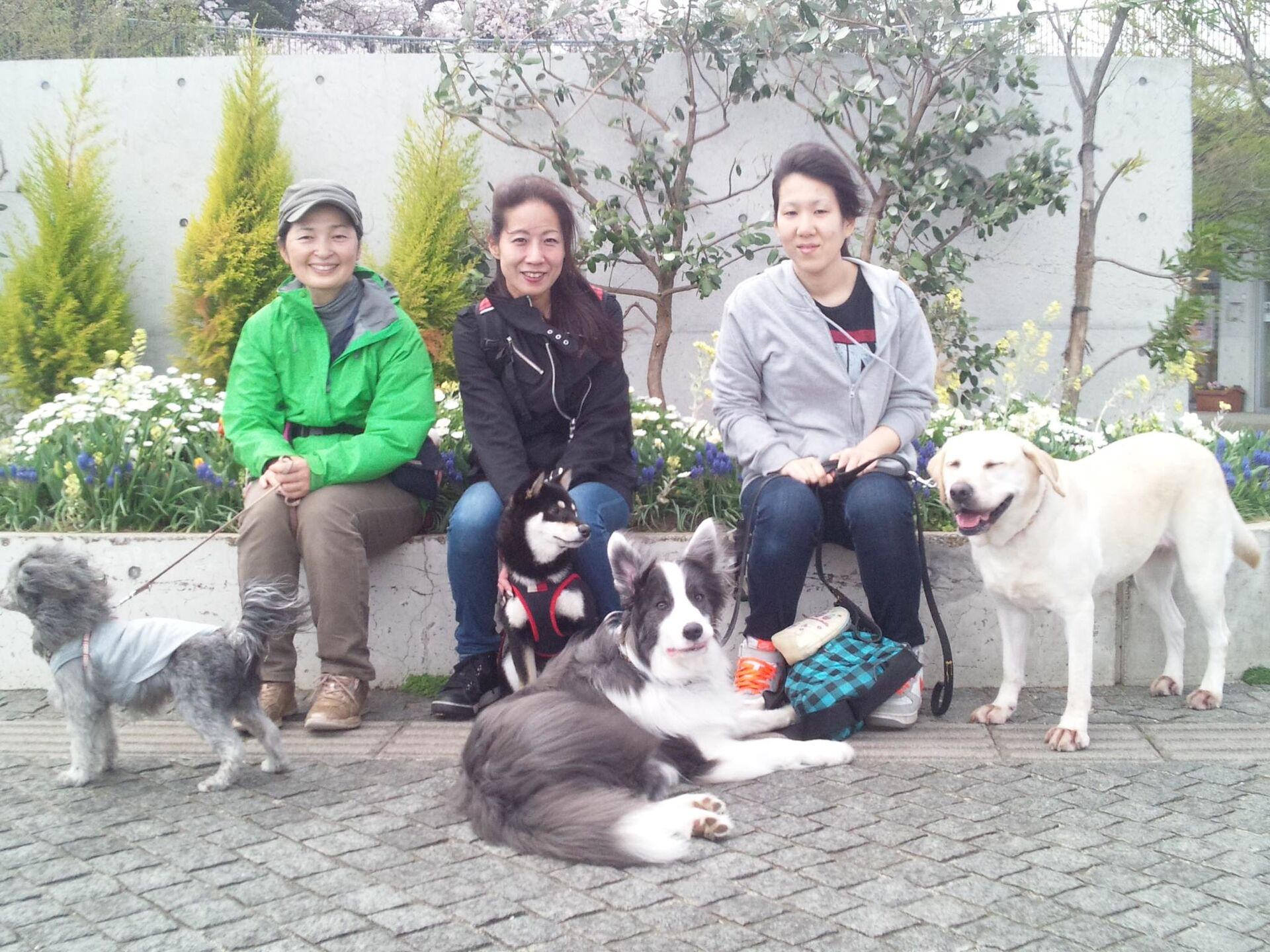 横浜市の犬のしつけレッスン/お散歩レッスン中！