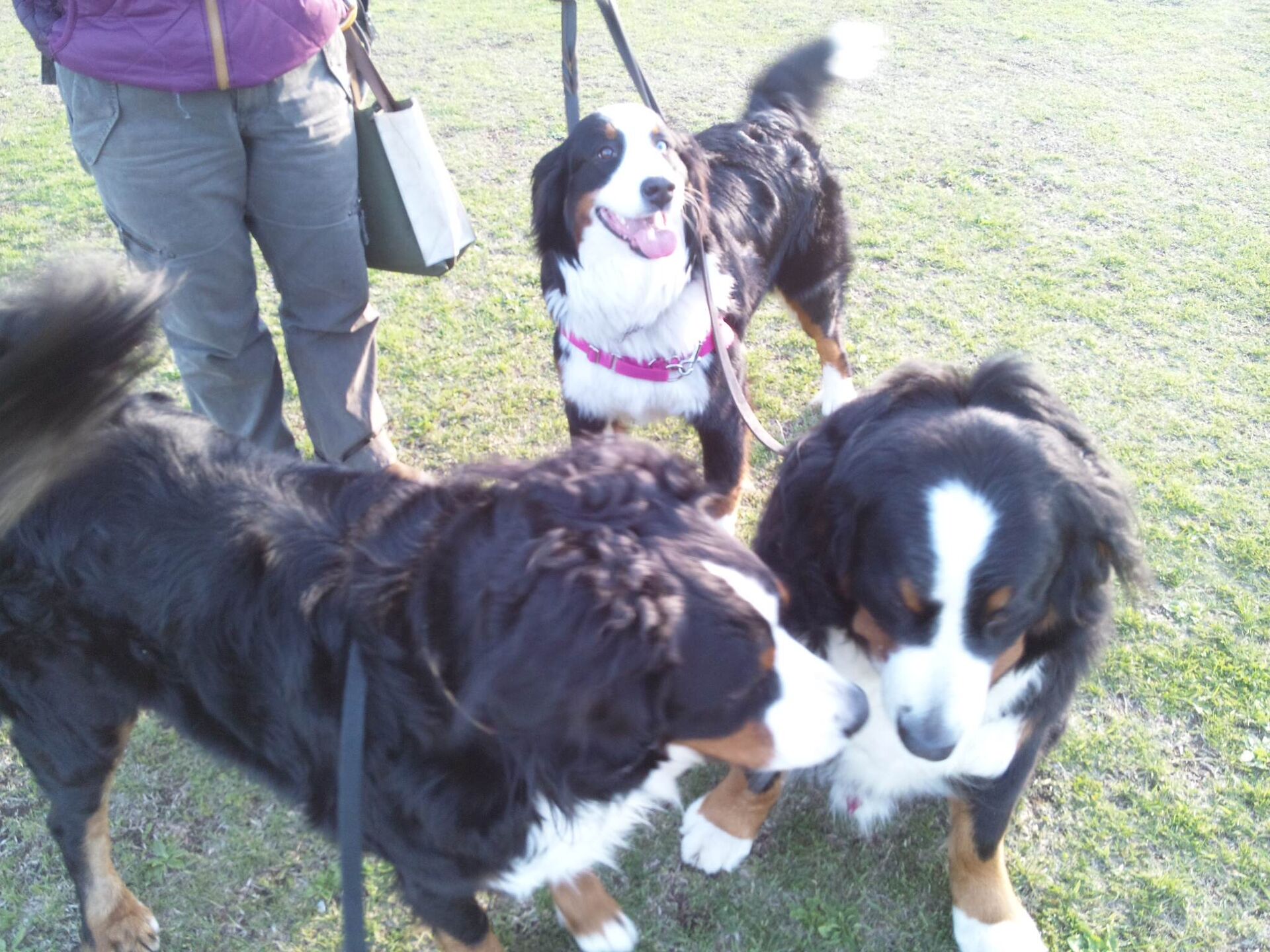 横浜市の犬のしつけレッスン/卒業生たち～Three Bernese Mountain Dogs～