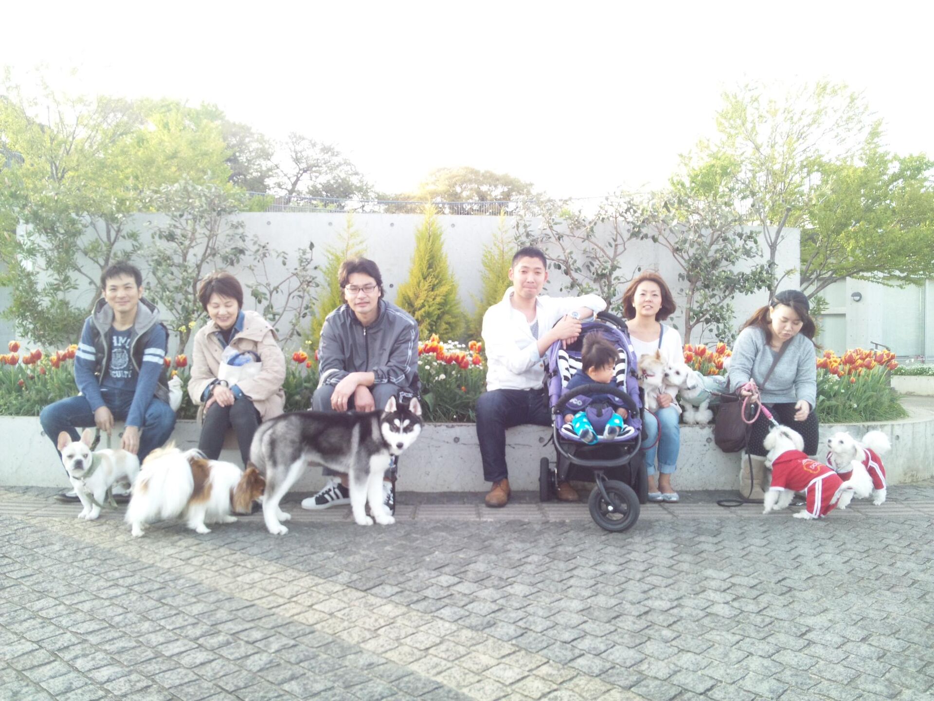 横浜市の犬のしつけレッスン/お散歩レッスン中！