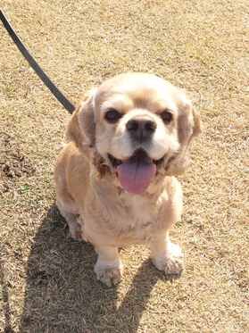 横浜市の犬のしつけレッスン/川崎市 A.コッカースパニエル 大吉くん 8才