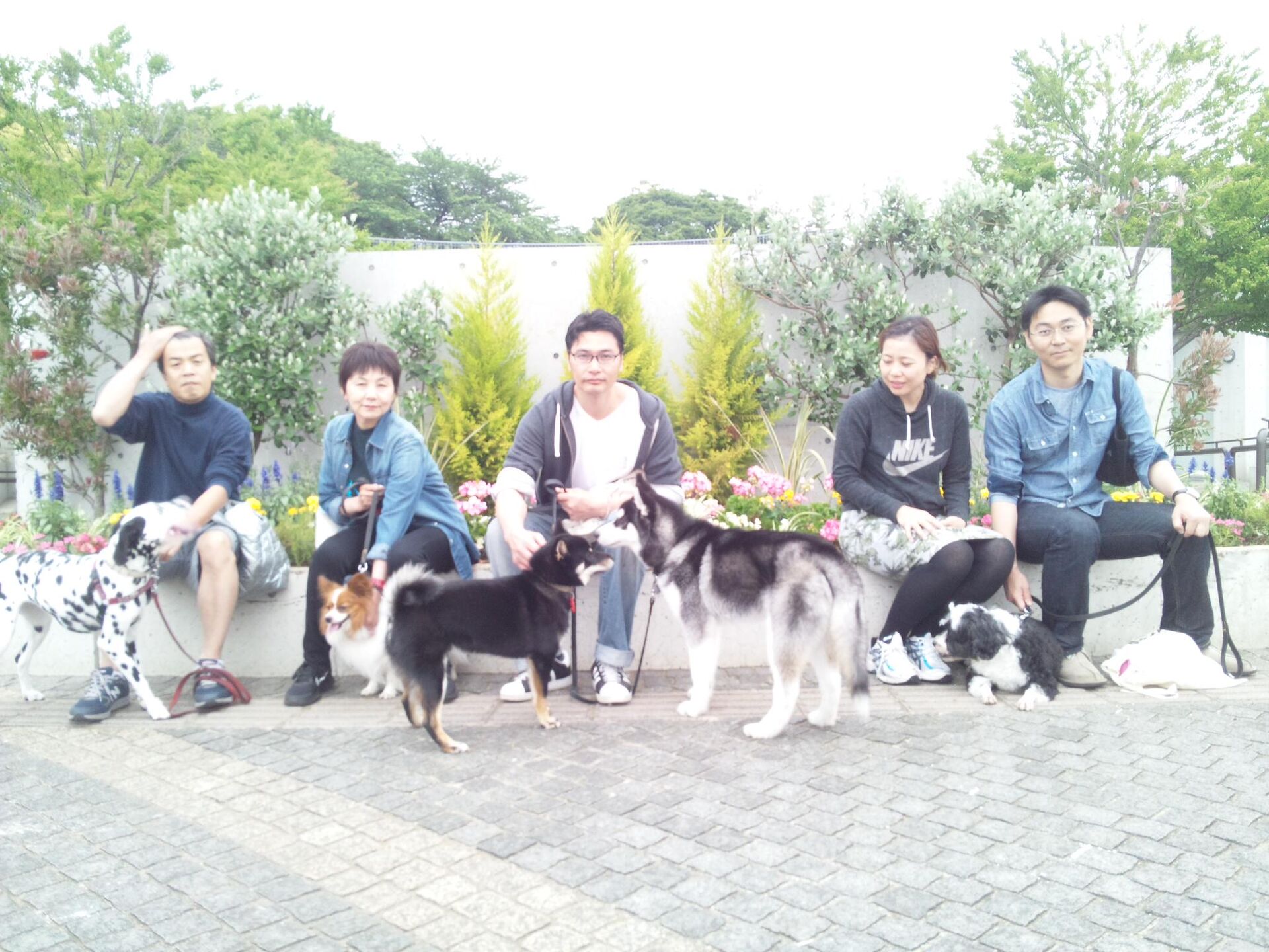 横浜市の犬のしつけレッスン/今日のわん子達。