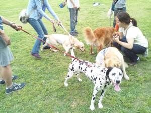 横浜市の犬のしつけレッスン/今日は根岸森林公園
