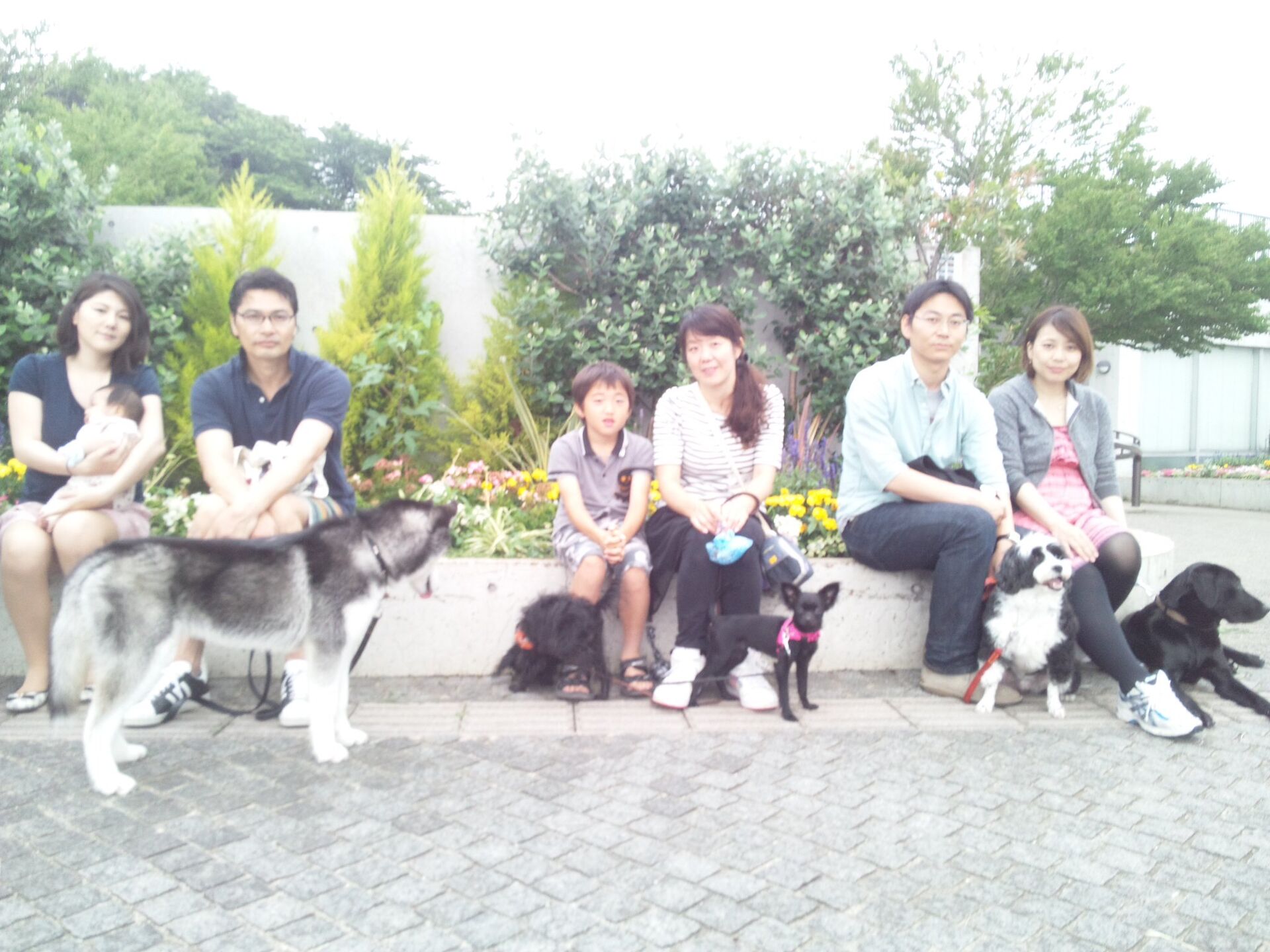 横浜市の犬のしつけレッスン/お散歩レッスン中！