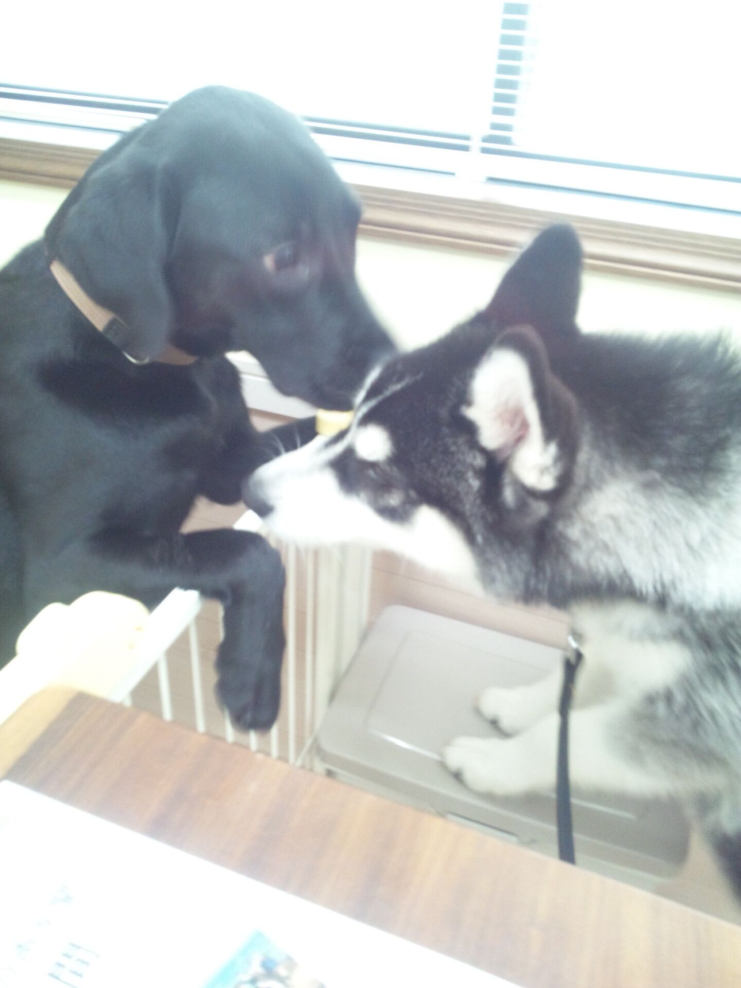 横浜市の犬のしつけレッスン/子犬の社会化レッスン