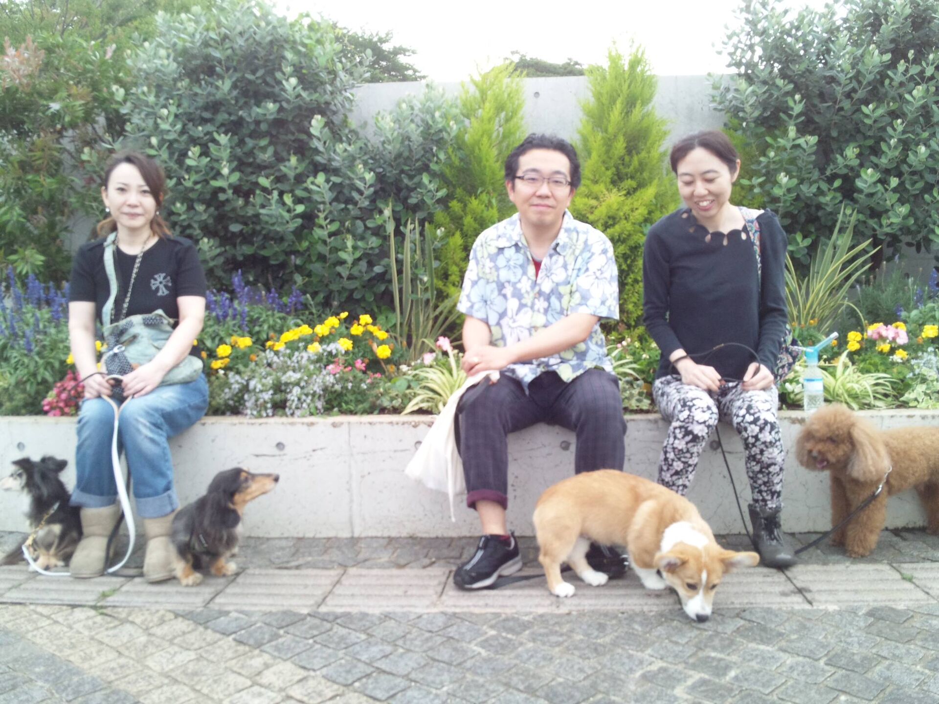横浜市の犬のしつけレッスン/お散歩レッスン中！
