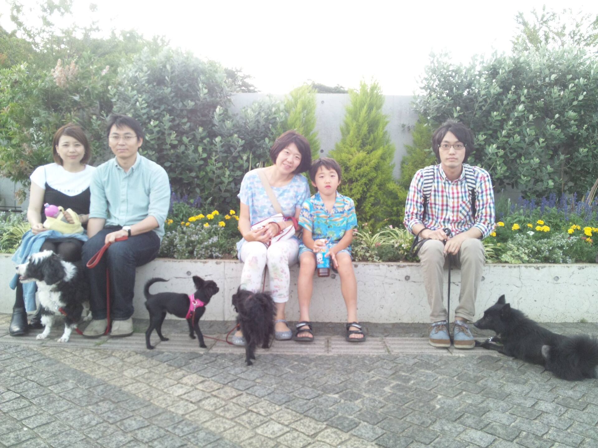 横浜市の犬のしつけレッスン/お散歩レッスン中！