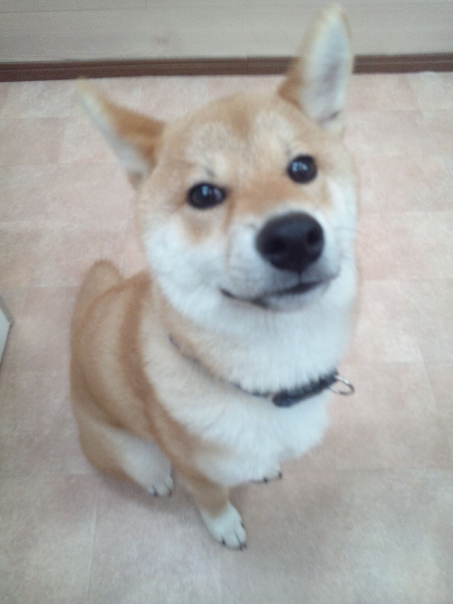 横浜市の犬のしつけレッスン/中区 柴 はやてくん 4ヶ月