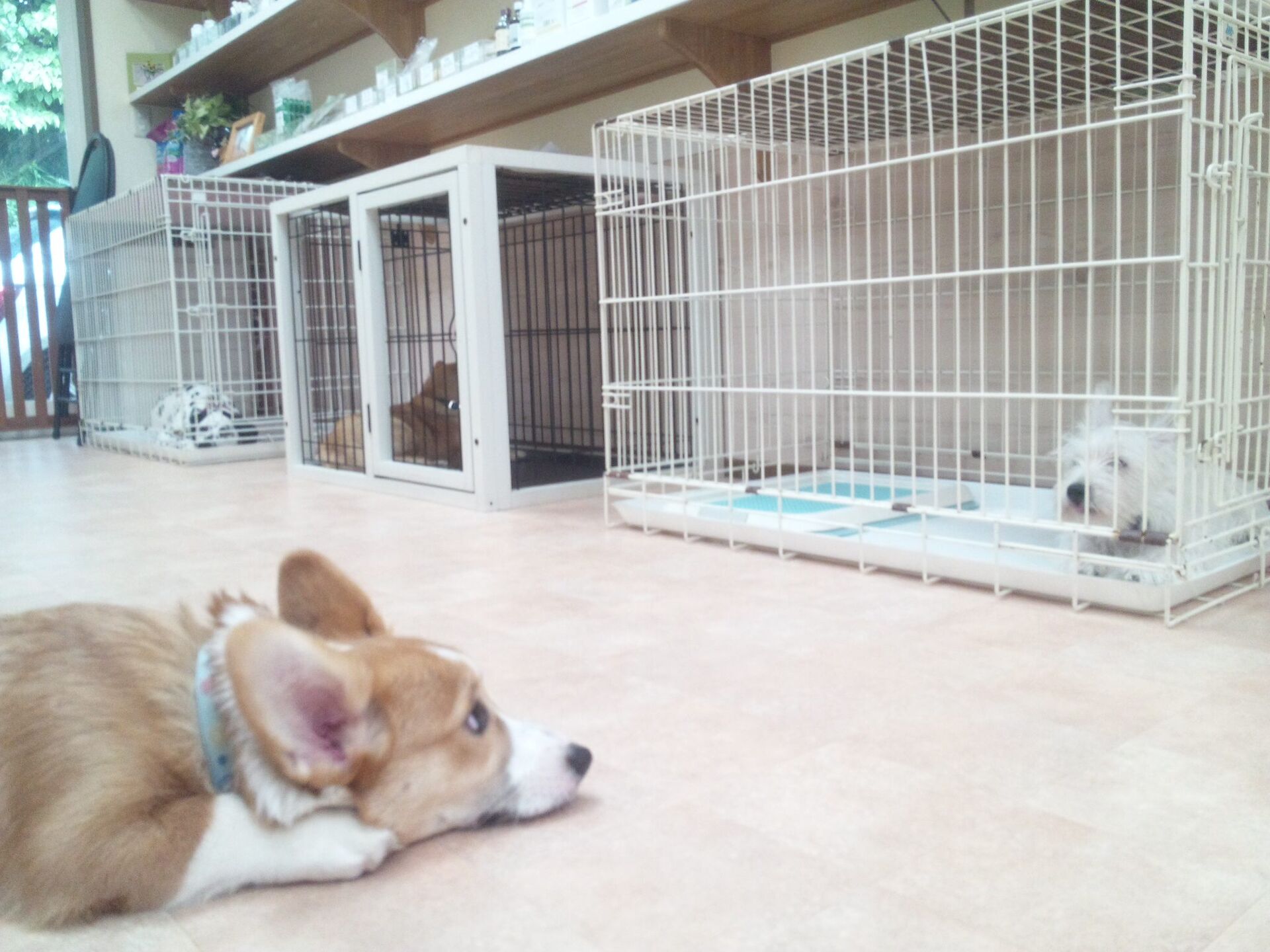 横浜市の犬のしつけレッスン/今日のわん子達