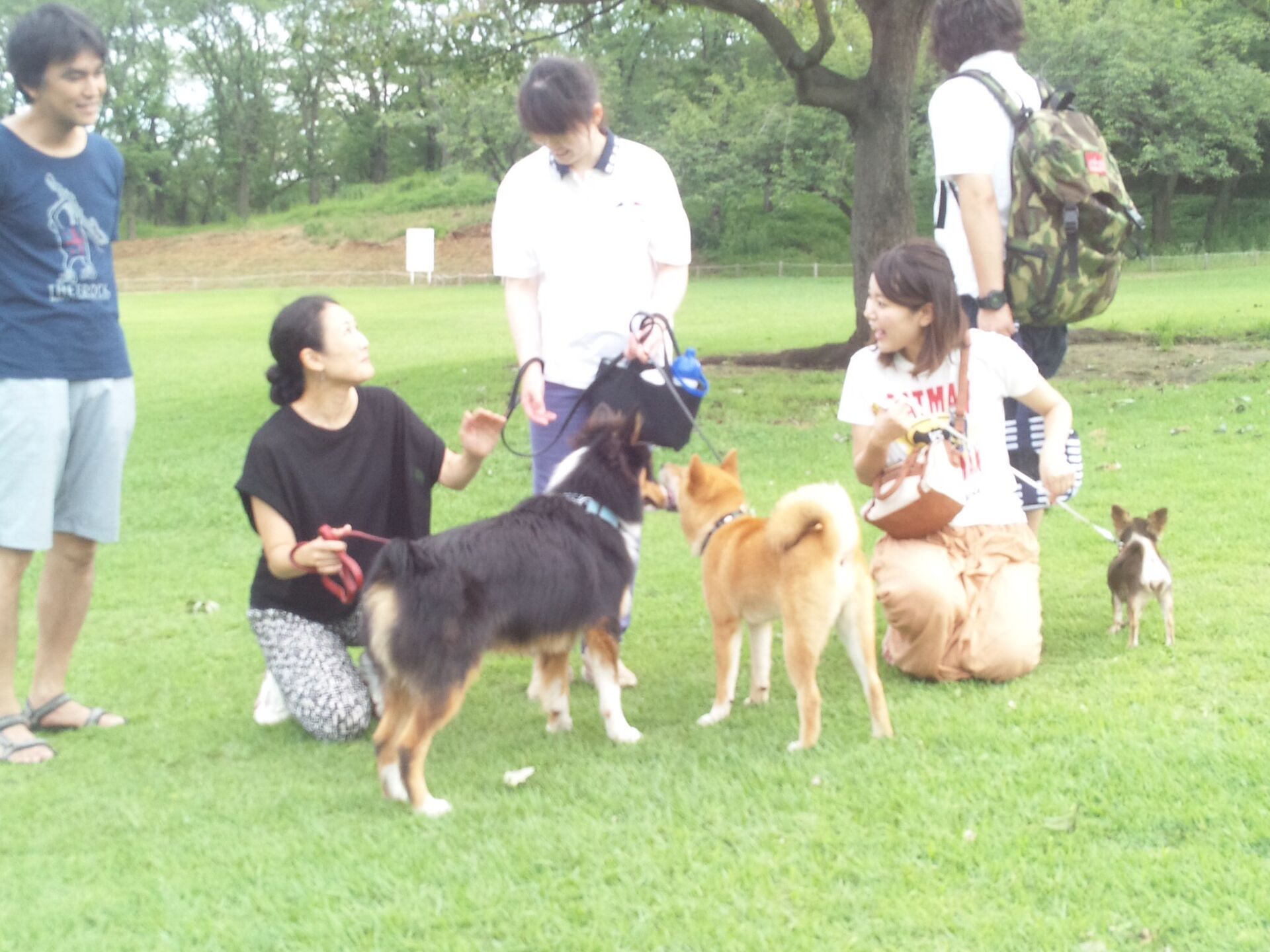 横浜市の犬のしつけレッスン/今日のわん子達