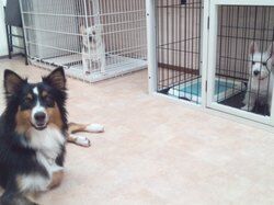 横浜市の犬のしつけレッスン/今日のわん子達。