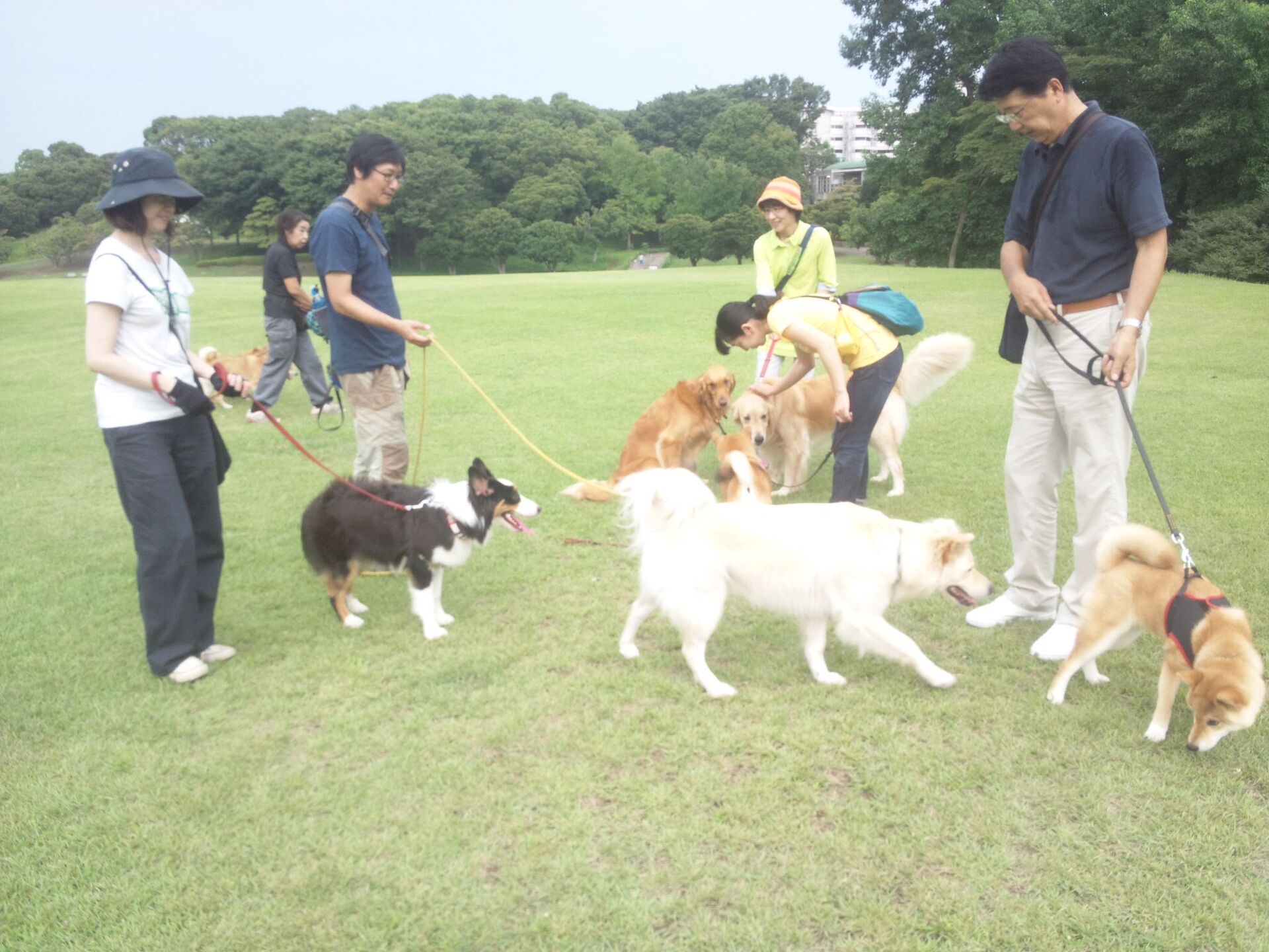 横浜市の犬のしつけレッスン/お散歩レッスン