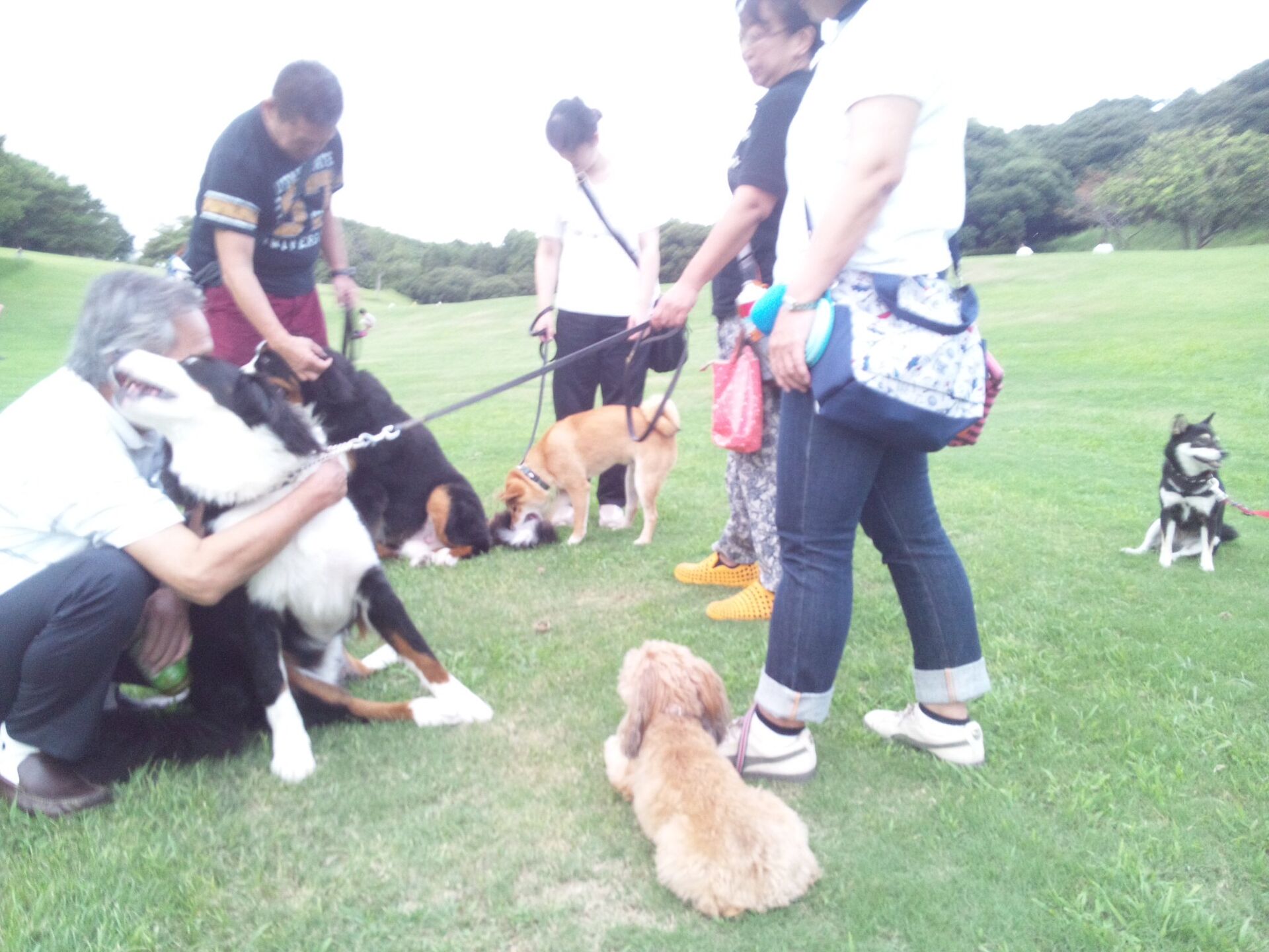 横浜市の犬のしつけレッスン/お散歩レッスン
