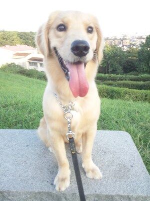横浜市の犬のしつけレッスン/緑区 G.レトリーバー アンスマリンちゃん 10ヶ月