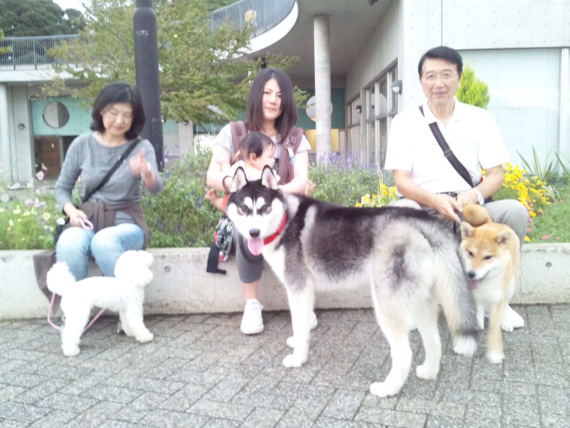 横浜市の犬のしつけレッスン/今日のわん子達