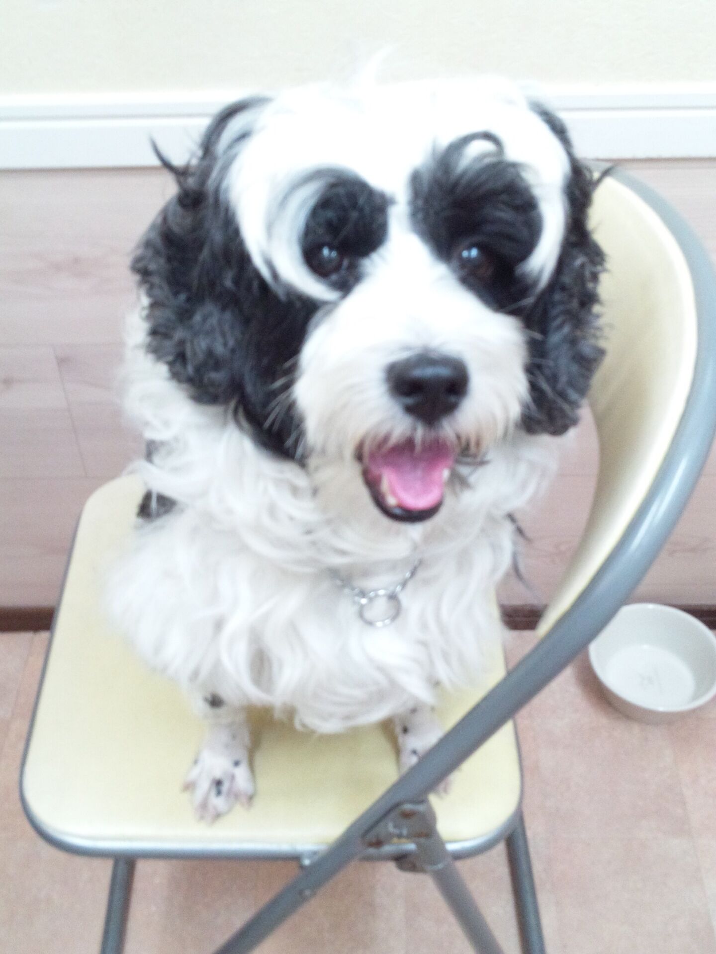 横浜市の犬のしつけレッスン/港北区 チベタン・テリア モコちゃん 4才