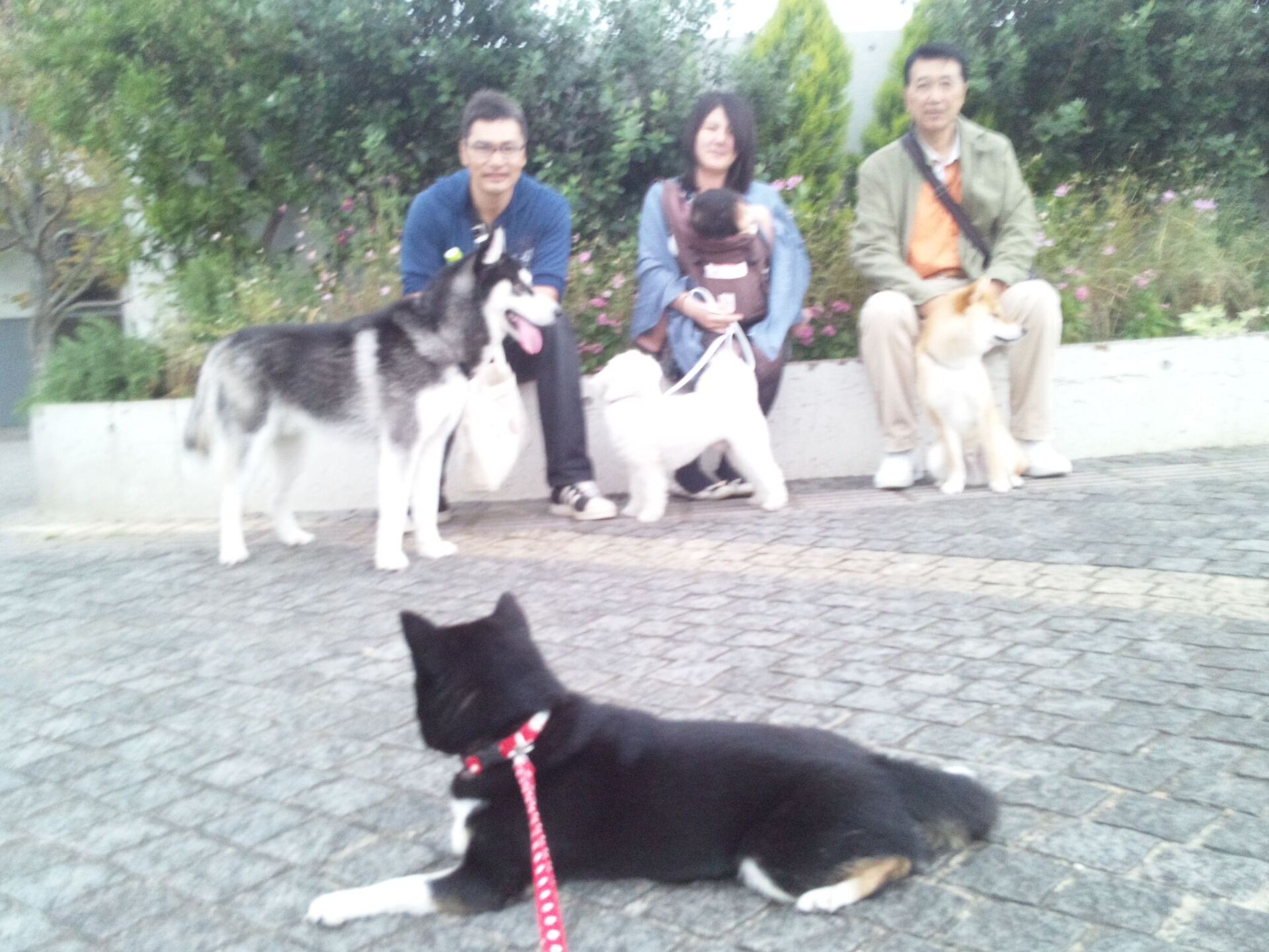 横浜市の犬のしつけレッスン/今日のわん子達