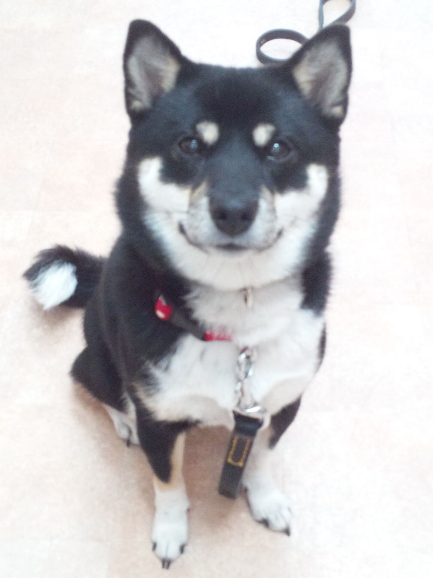横浜市の犬のしつけレッスン/都筑区 柴犬 あずきちゃん 1才