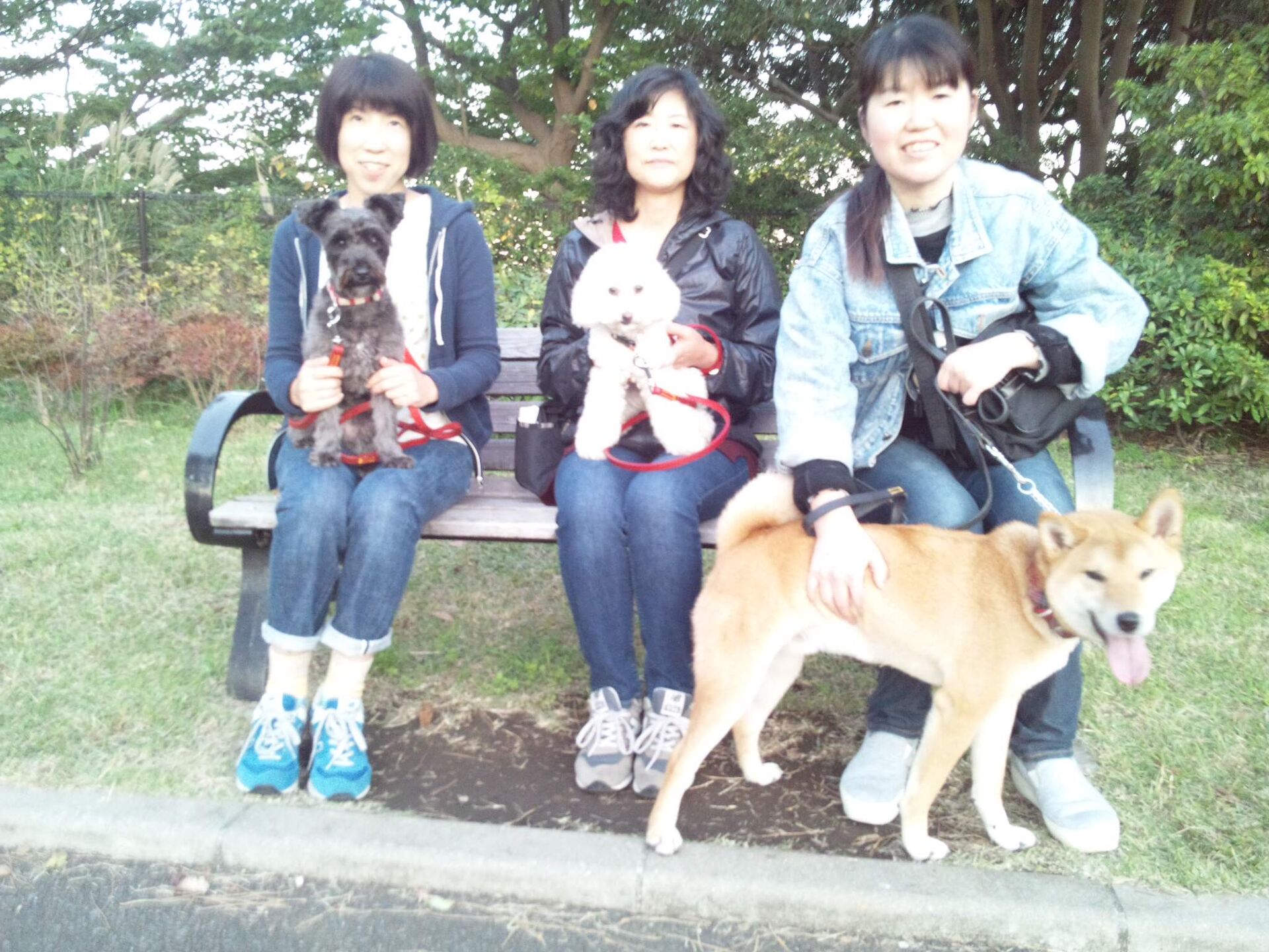横浜市の犬のしつけレッスン/今日のわん子達