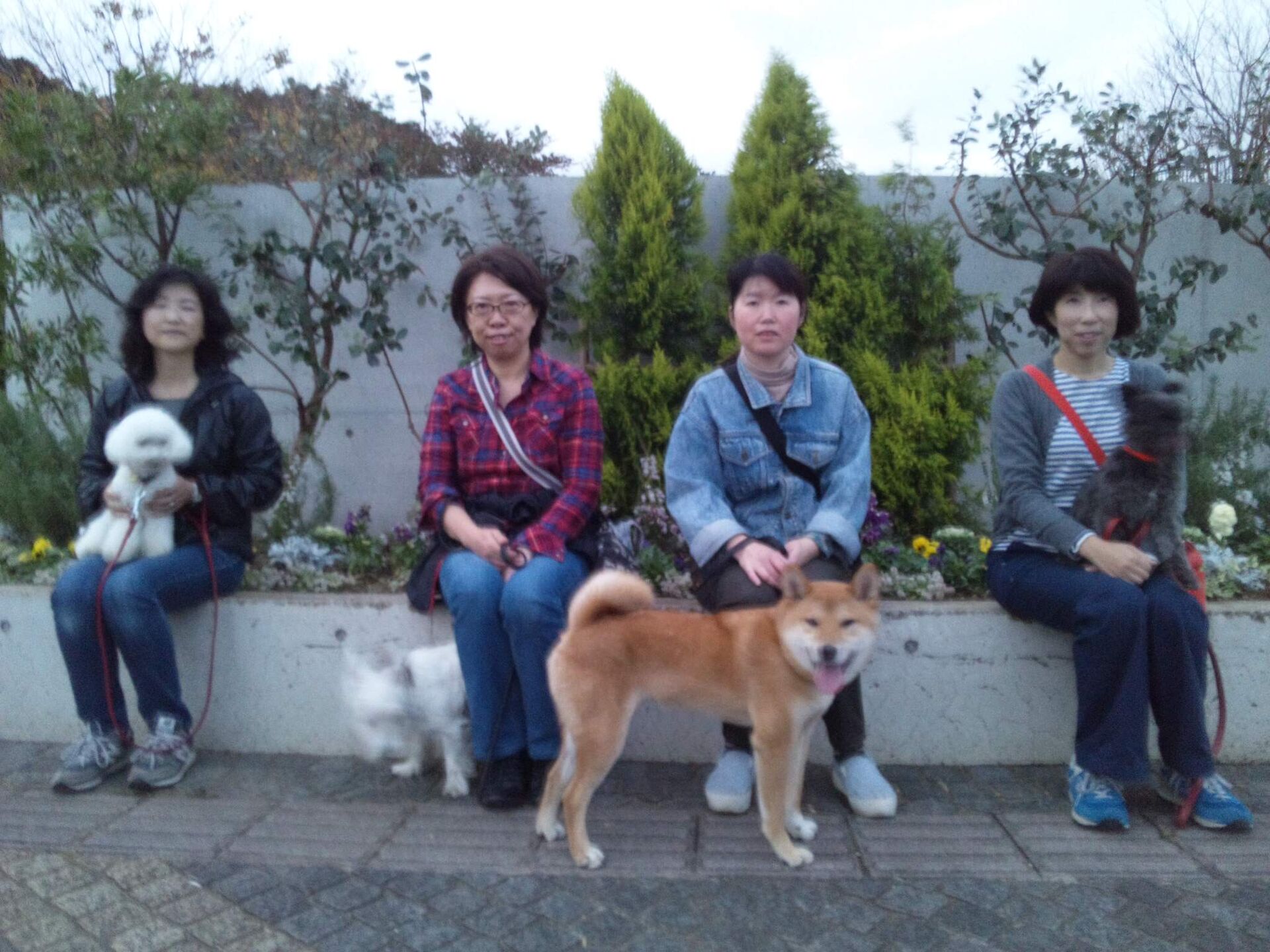 横浜市の犬のしつけレッスン/今日のわん子達