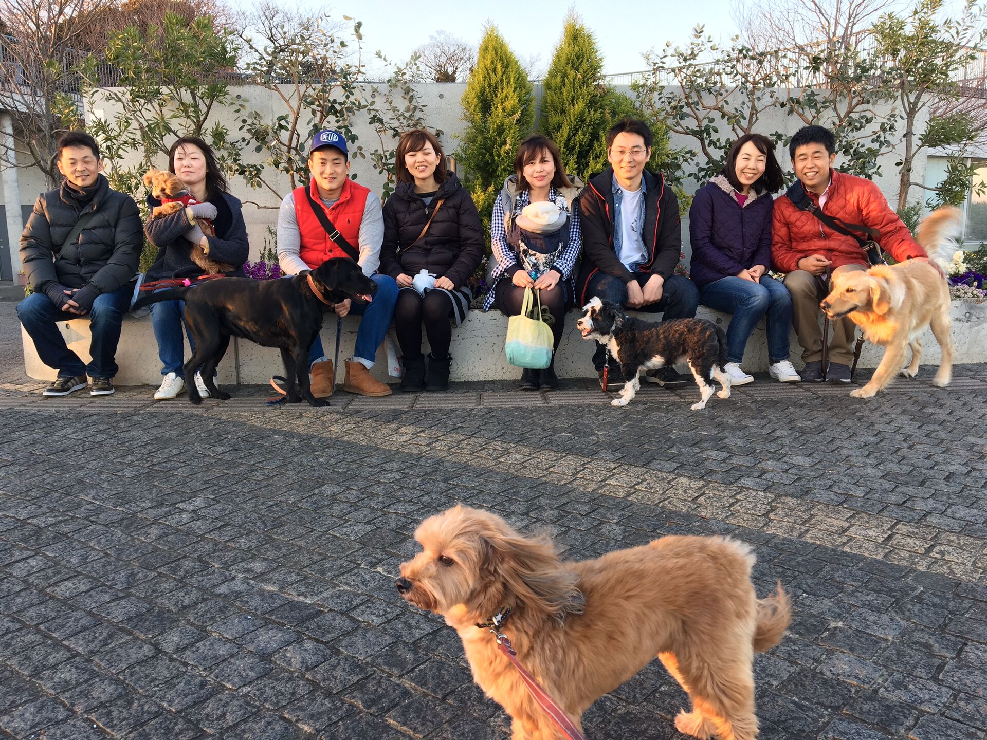 横浜市の犬のしつけレッスン/今日のわん子達