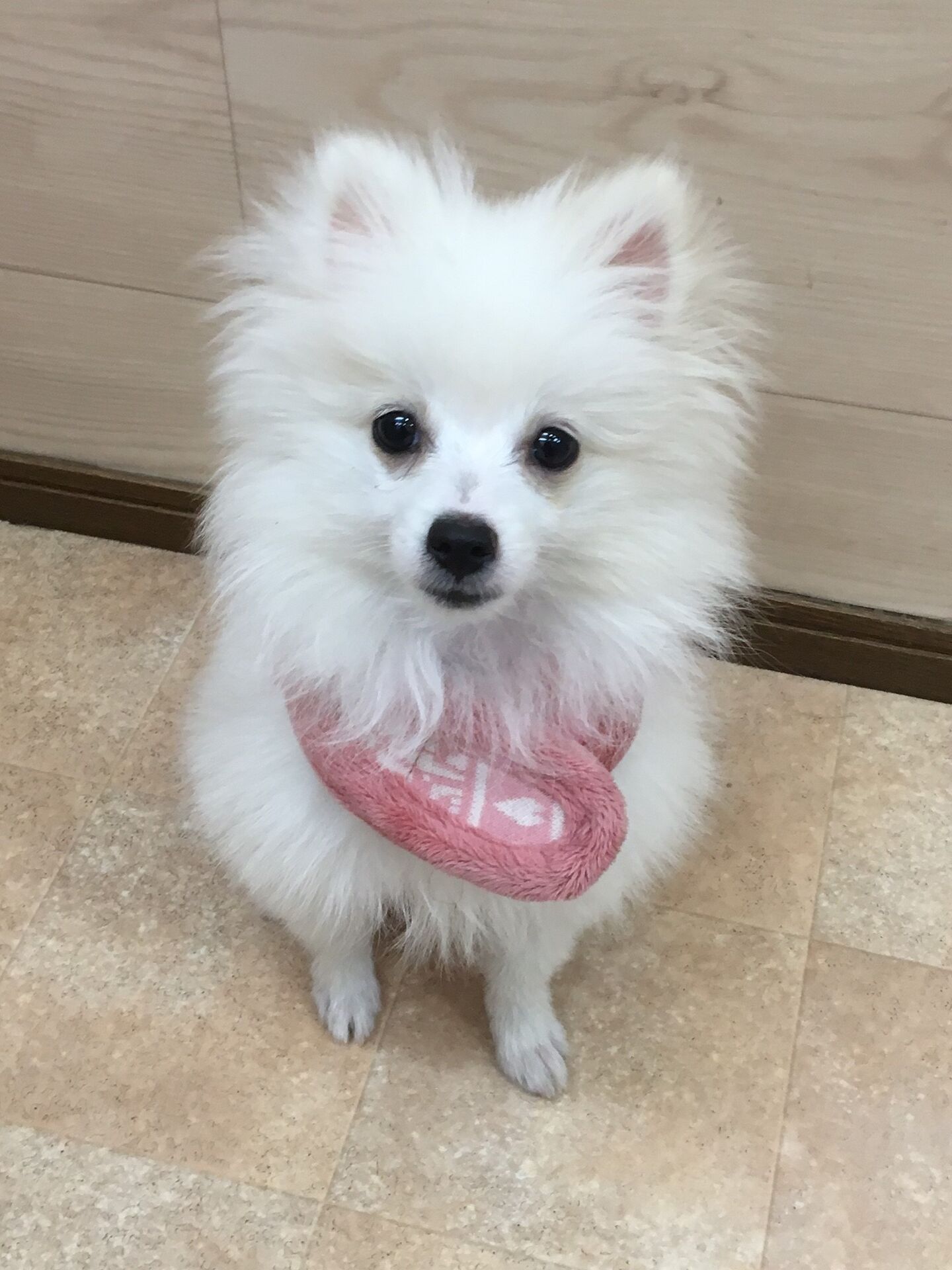横浜市の犬のしつけレッスン/中区 ポメラニアン ハイジちゃん 4ヶ月