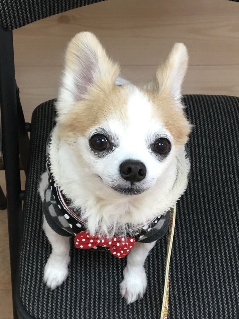 横浜市の犬のしつけレッスン/都筑区 チワワ ムクくん 10才