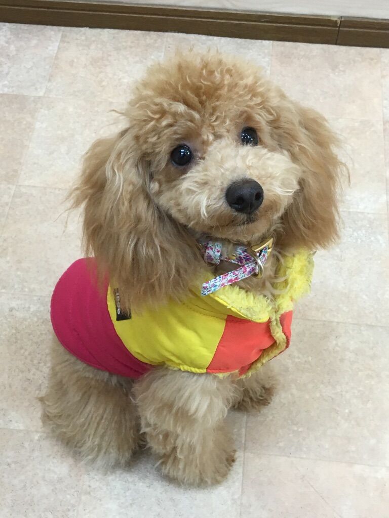 横浜市の犬のしつけレッスン/旭区 トイ・プードル リリイちゃん 7ヶ月