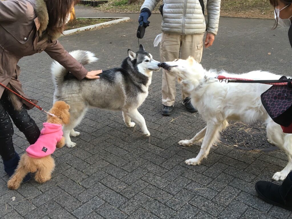 横浜市の犬のしつけレッスン/今日のわん子達