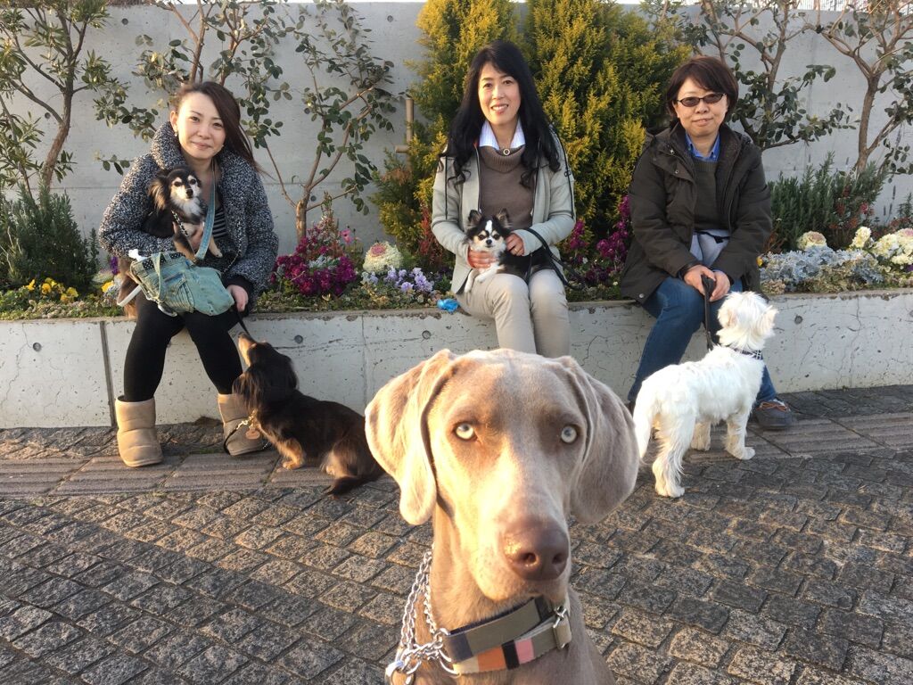 横浜市の犬のしつけレッスン/今日のわん子達