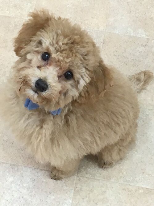 横浜市の犬のしつけレッスン/神奈川区 トイ・プードル モコちゃん 3ヶ月