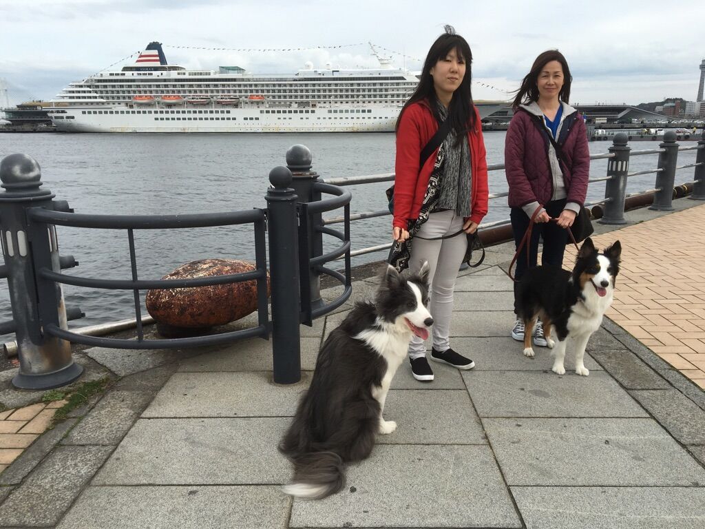 横浜市の犬のしつけレッスン/今日のわん子達