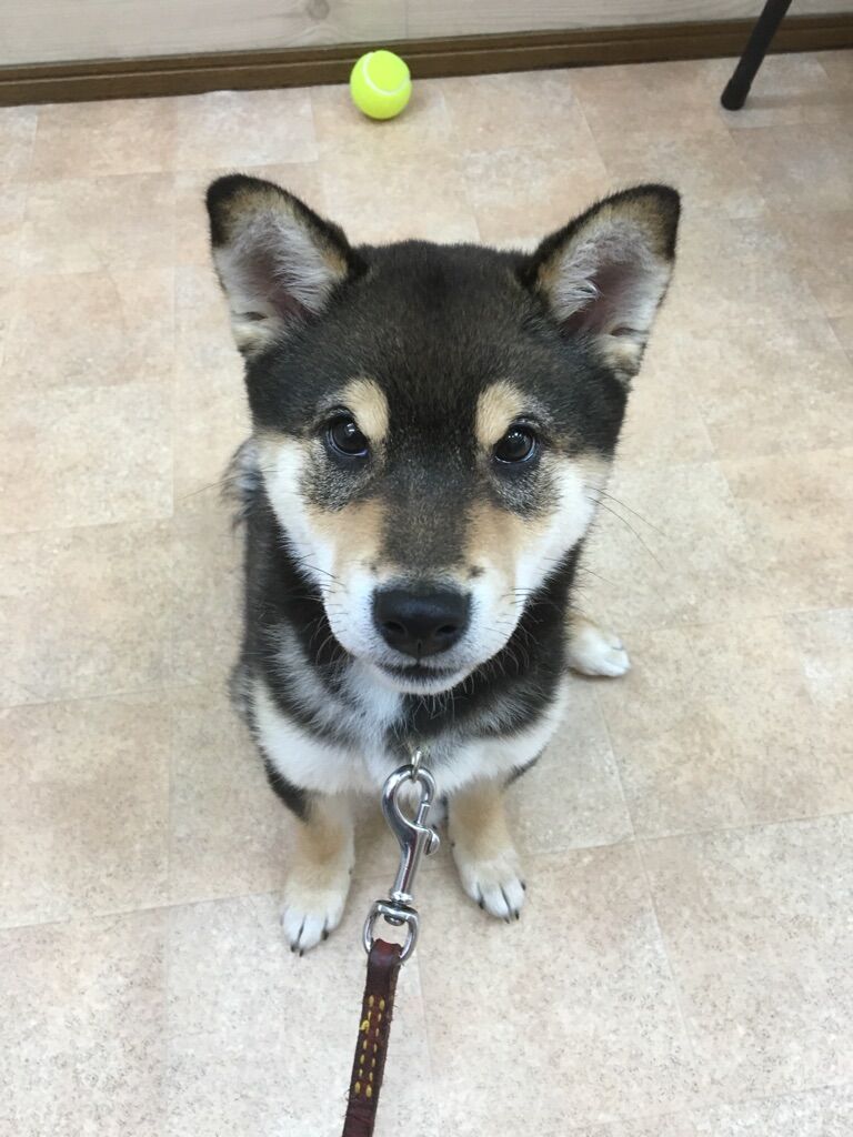 横浜市の犬のしつけレッスン/旭区 柴犬 サンタくん 4ヶ月