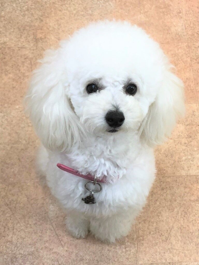 横浜市の犬のしつけレッスン/今日のわん子達