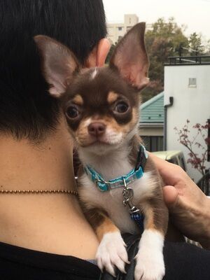 横浜市の犬のしつけレッスン/東京都 大田区 チワワ ちーすけくん ３ヶ月